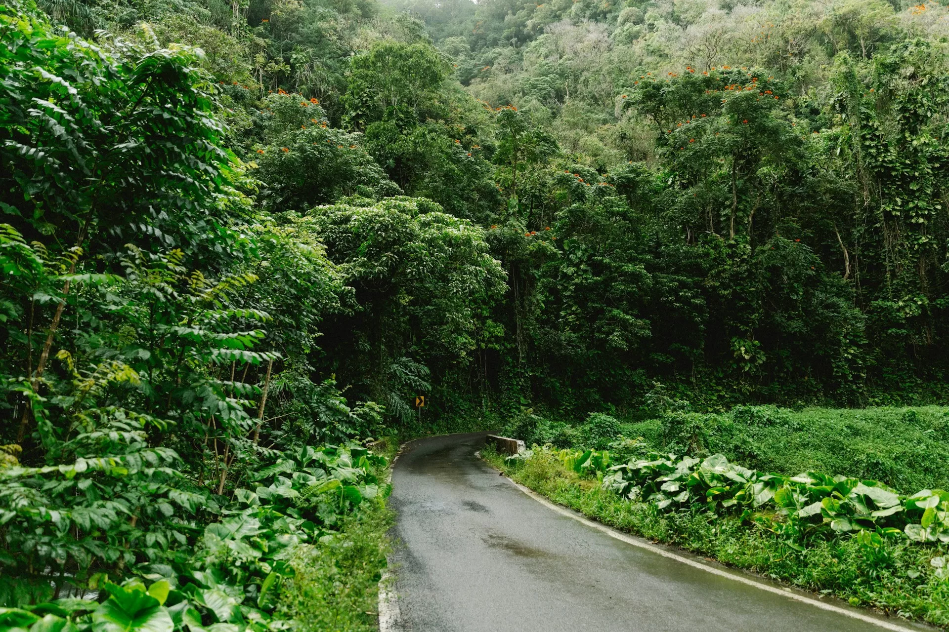 Road to Hana auf Maui, umgeben von grüner Landschaft, üppigen Bäumen und tropischer Natur