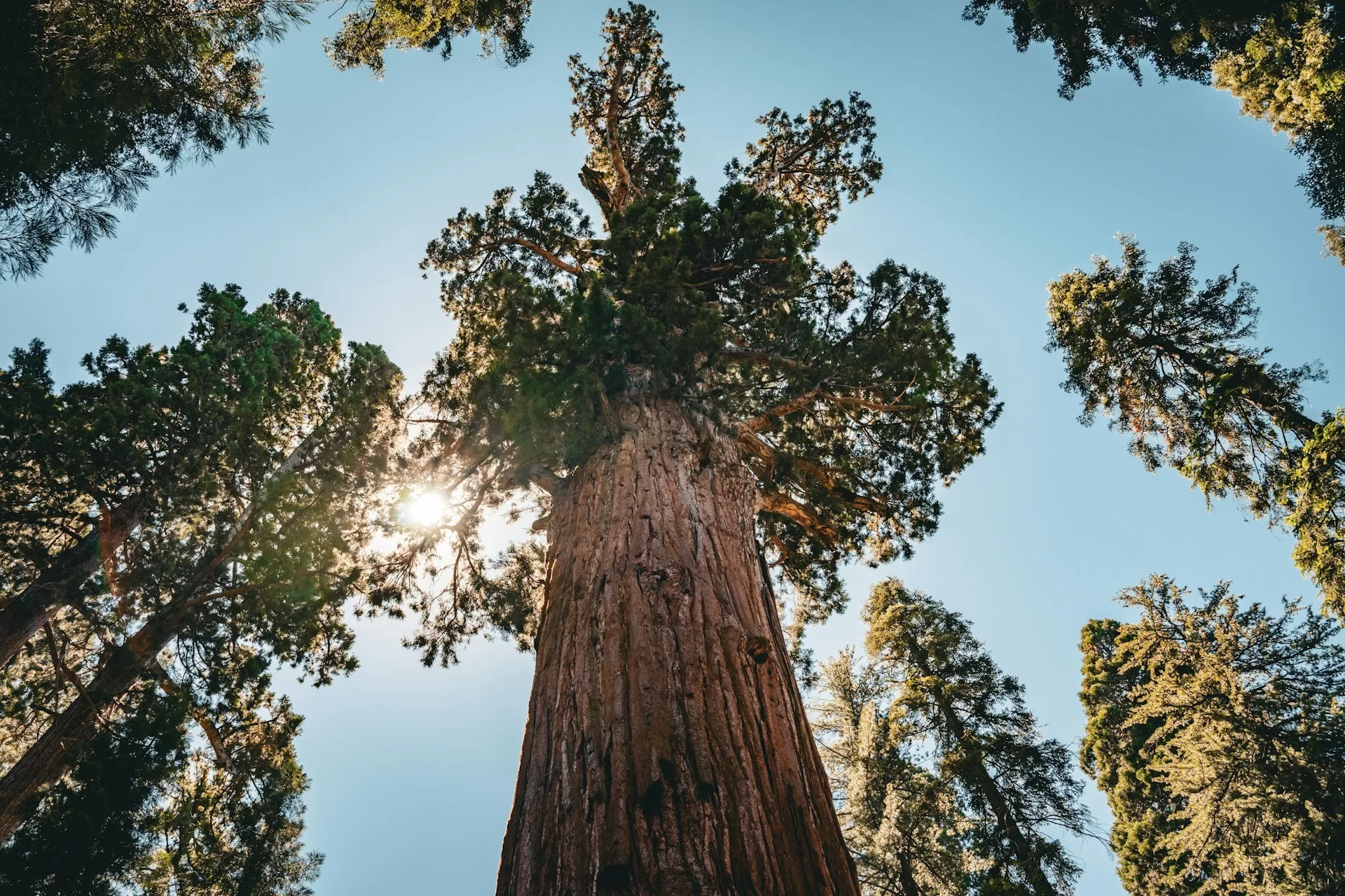 Sequoia bomen van onderen in Sequoia National Park