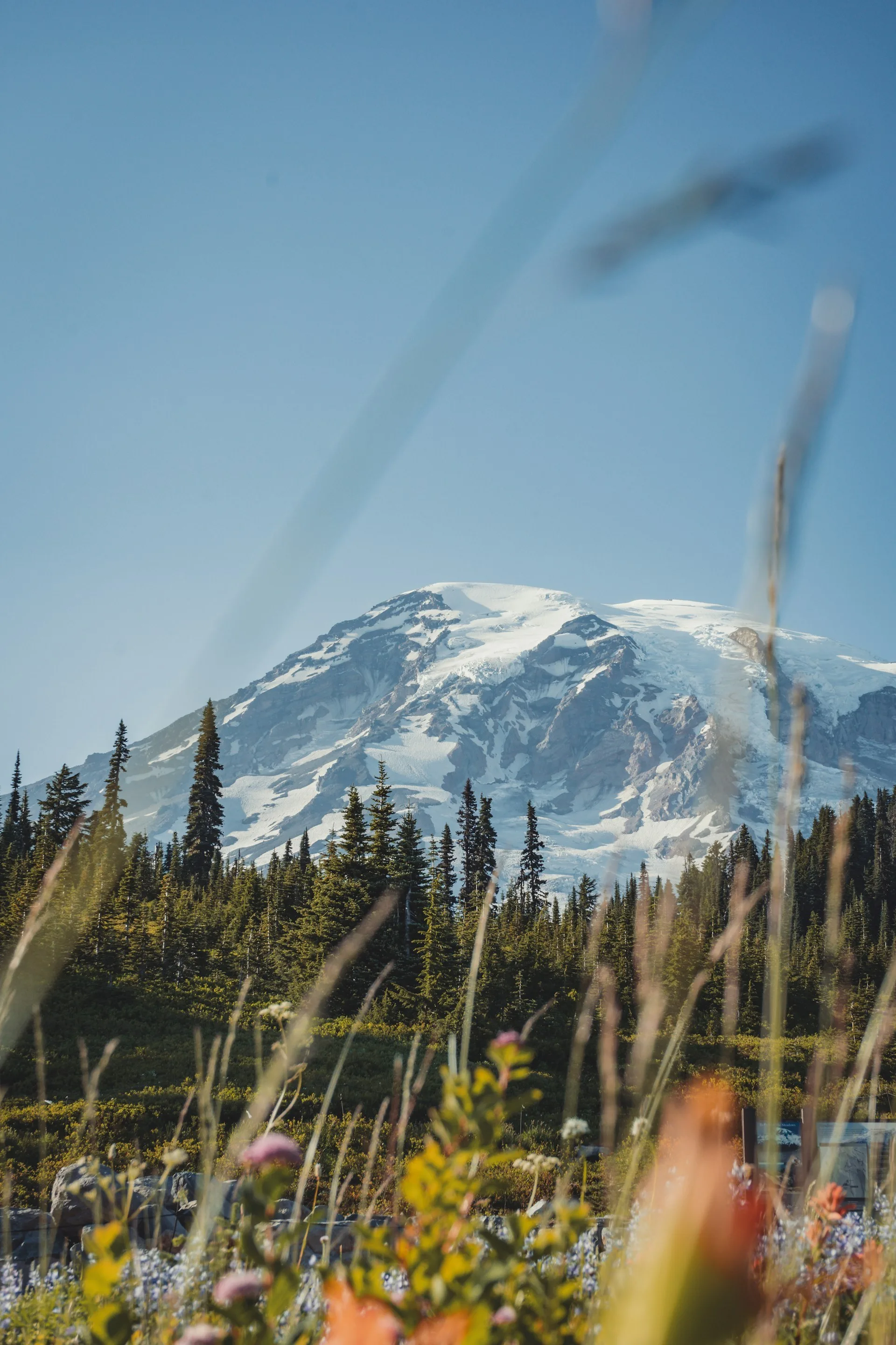 Een besneeuwde Mount Rainier met weidevelden vol planten op de voorgrond