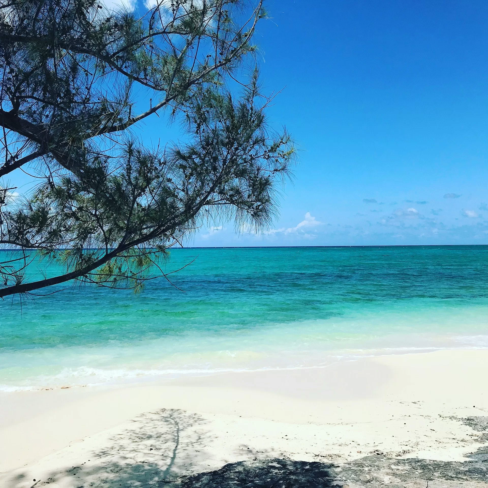 Zicht op een verlaten parelwit strand op de Bahamas vanonder de takken van een pijnboom