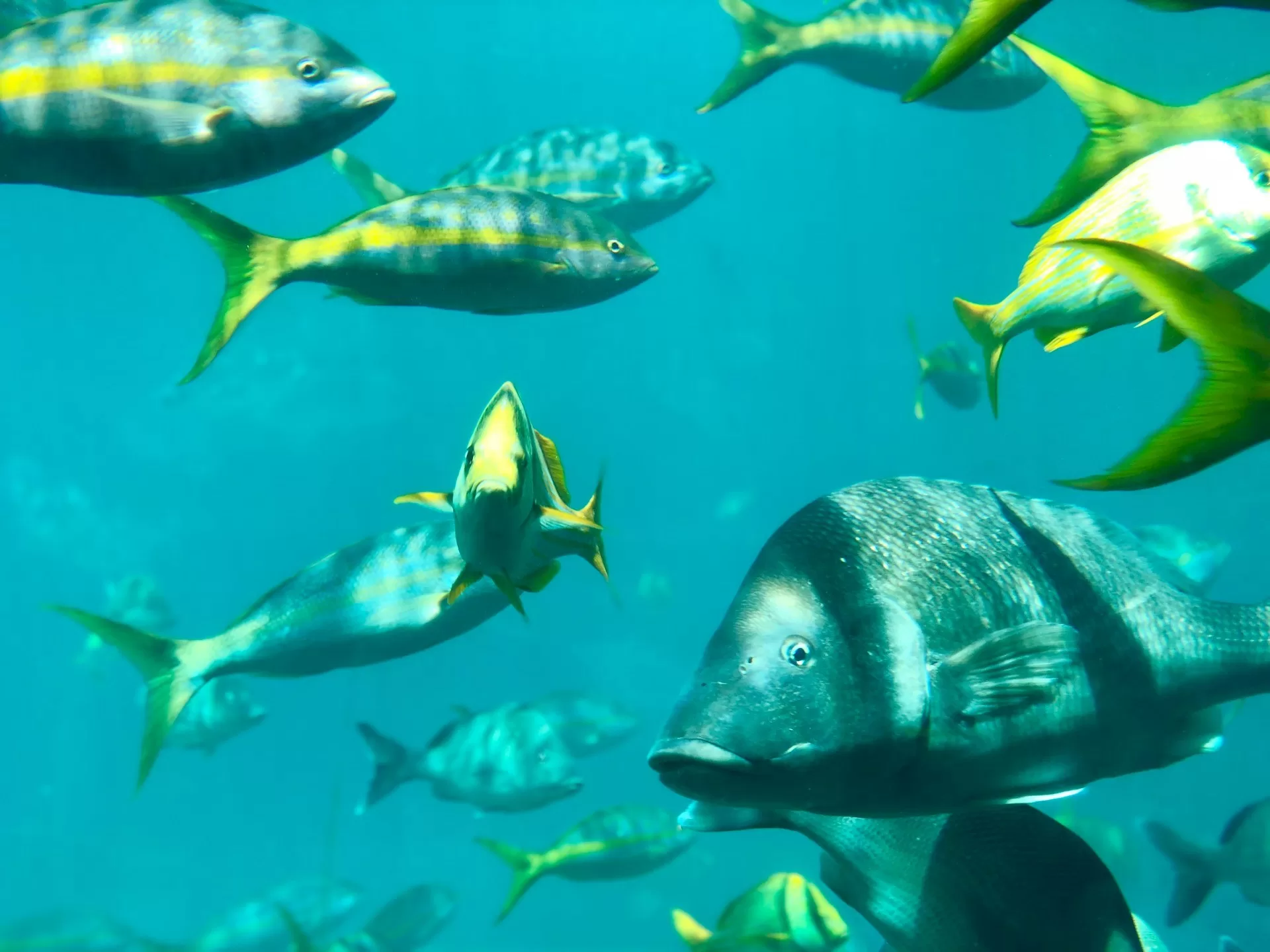 Vissen in de oceaan nabij Nassau op de Bahama's