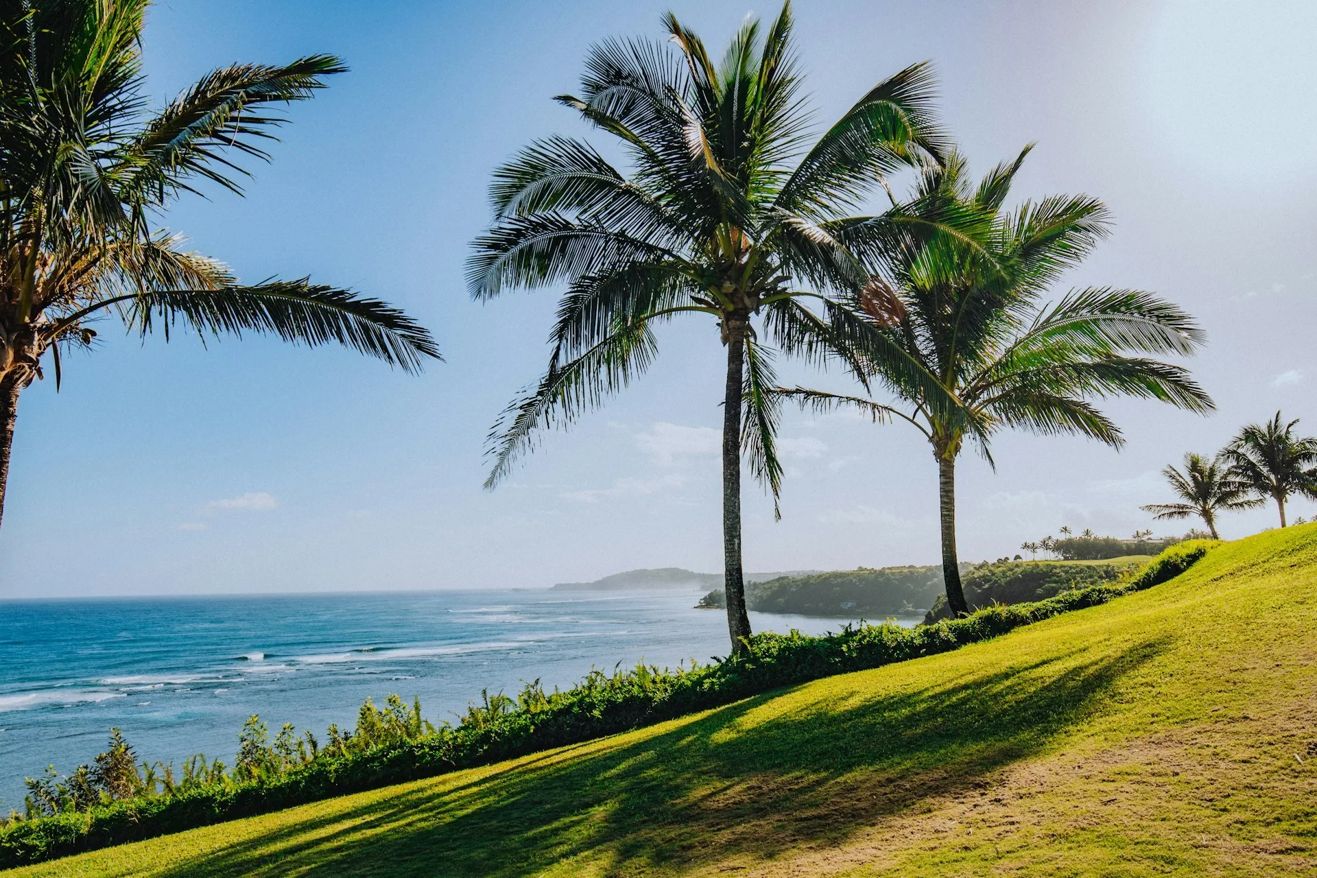 Palmbomen aan de kust van Hawaii, met de oceaan op de achtergrond