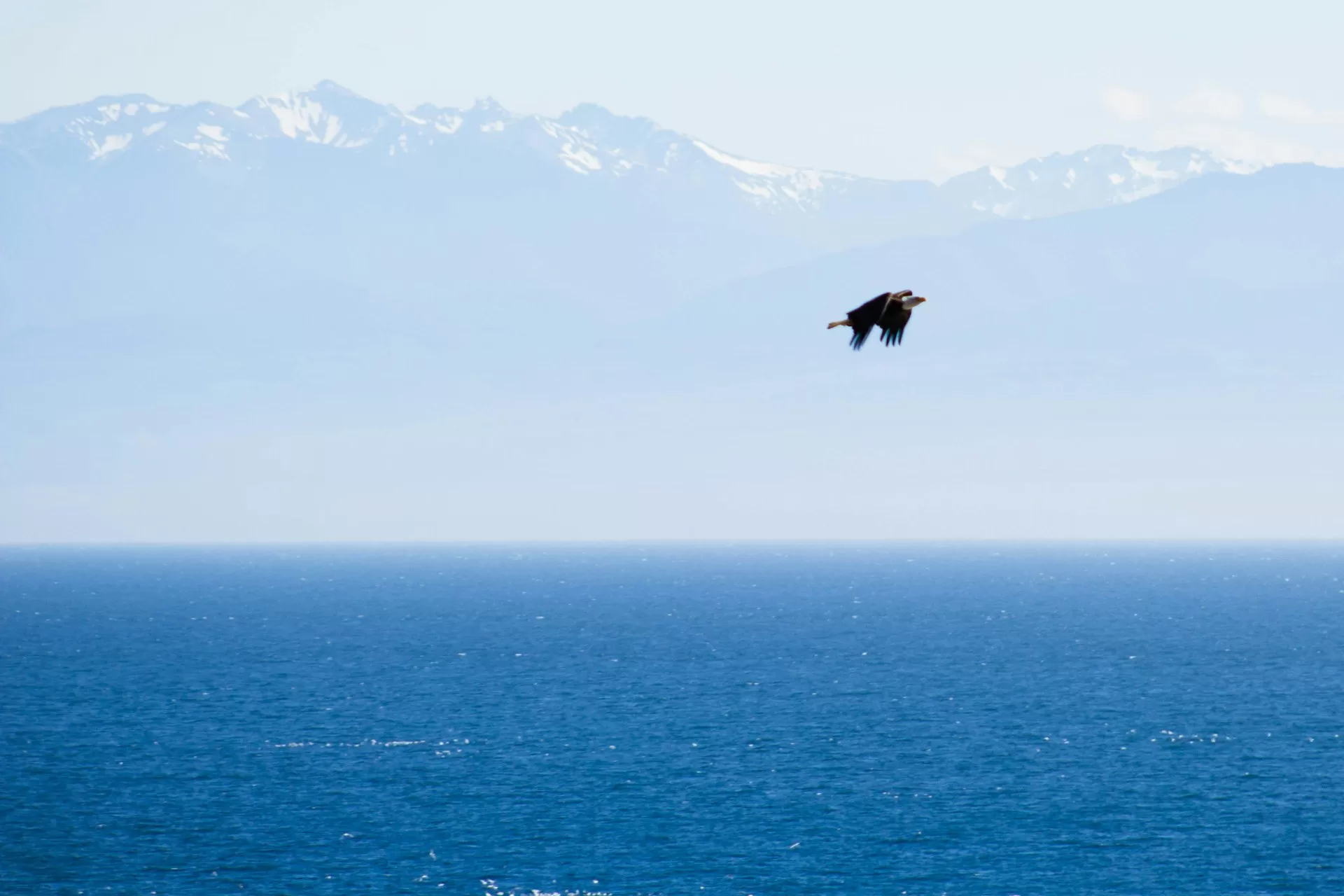 Een arend die vliegt over het water nabij San Juan Island, Canada