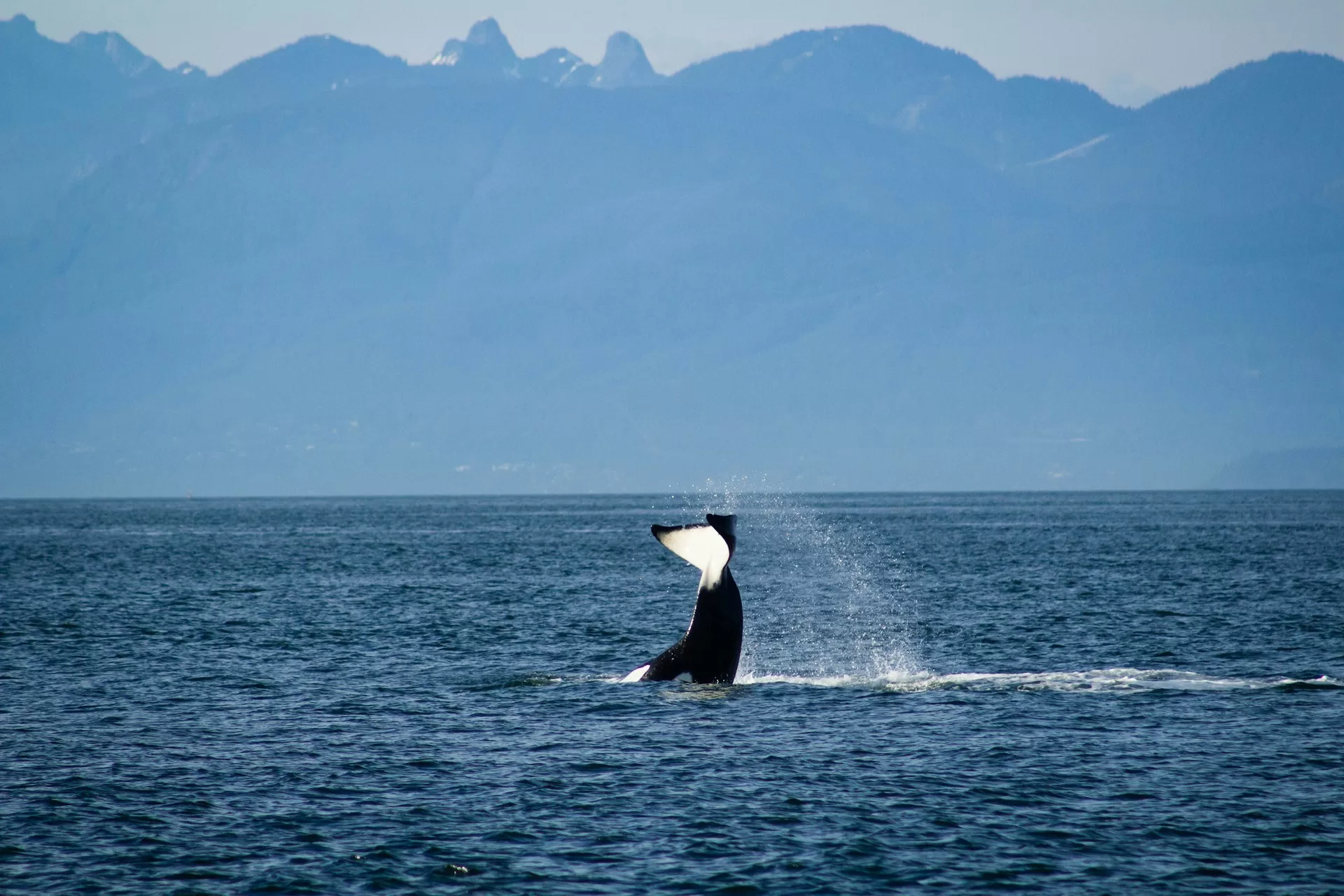 Een walvisstaart die uit het water steekt nabij de San Juan Islands, Washington State