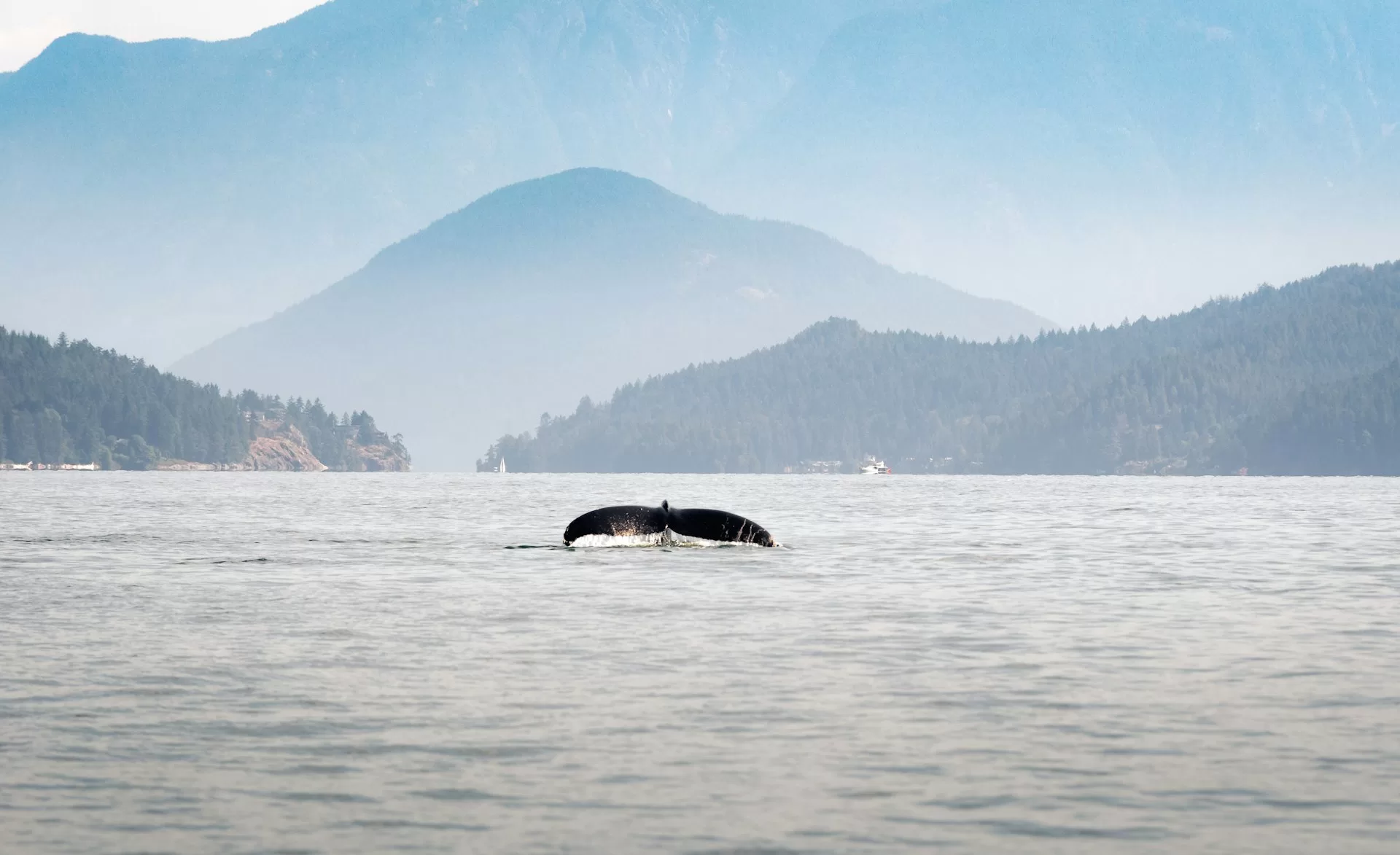Een walvisstaart die boven het water uitsteekt in het water rondom Vancouver Island