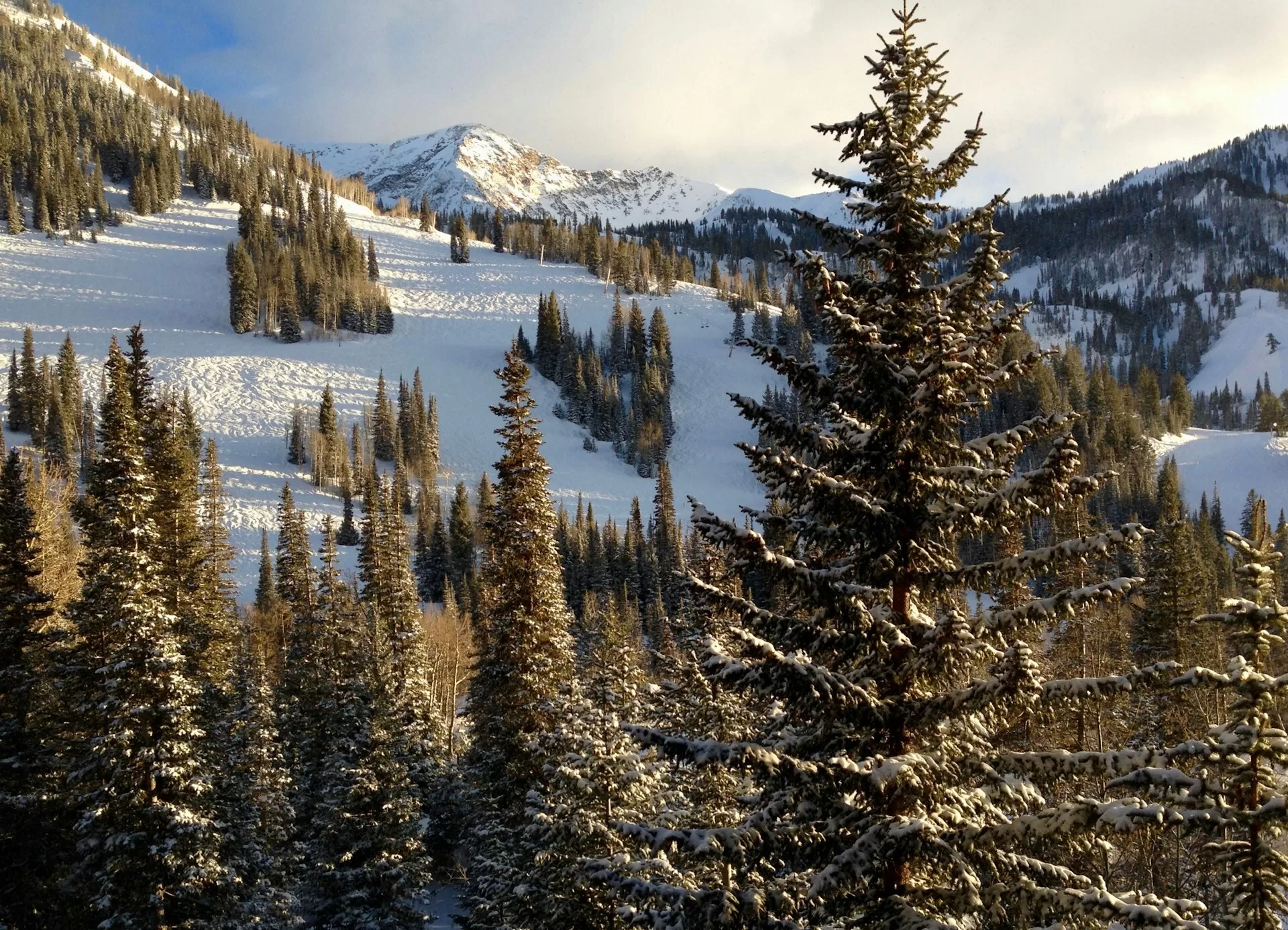 Besneeuwde bomen en bergen in Snowbird, Utah
