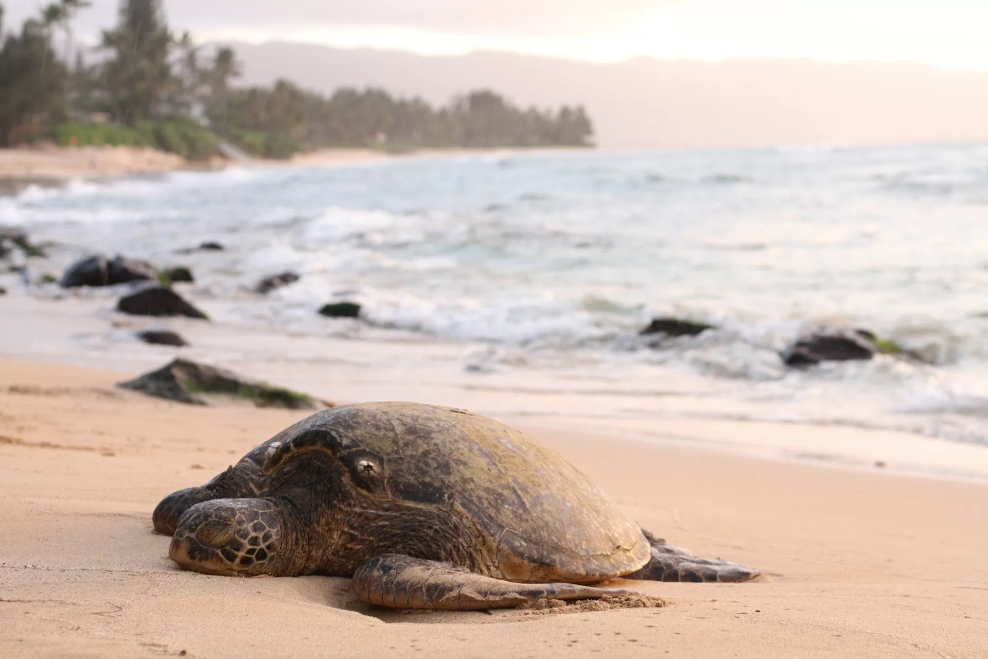 Eine Schildkröte liegt am Strand, das untergehende Sonnenlicht beleuchtet den Sand und das Meer im Hintergrund