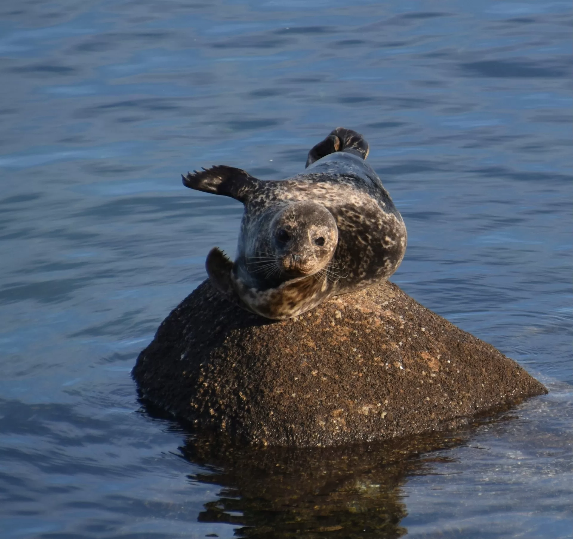 Zeehond op een rots in het water in Monterey