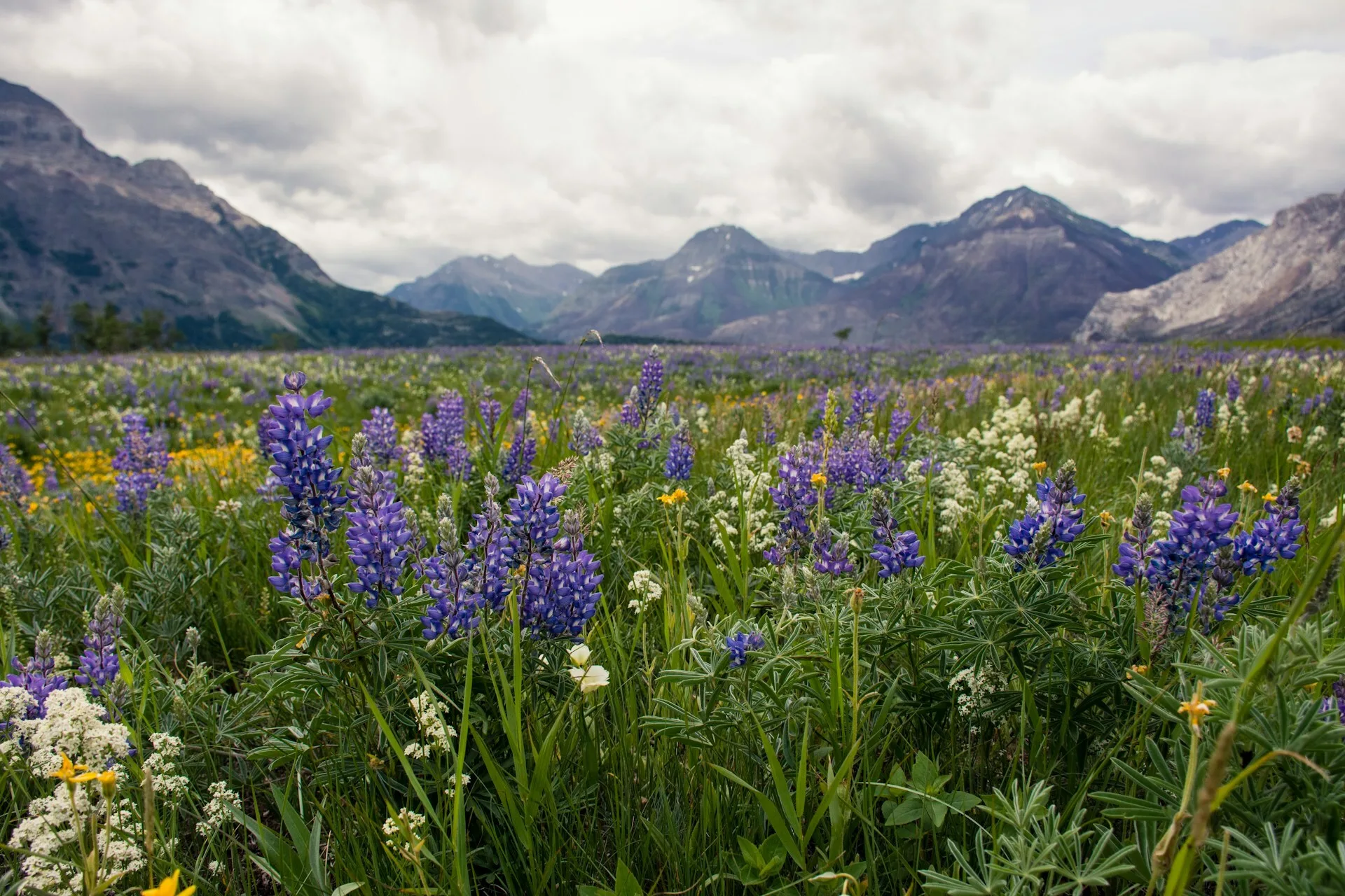 Een weide in Waterton, Alberta met bergen op de achtergrond