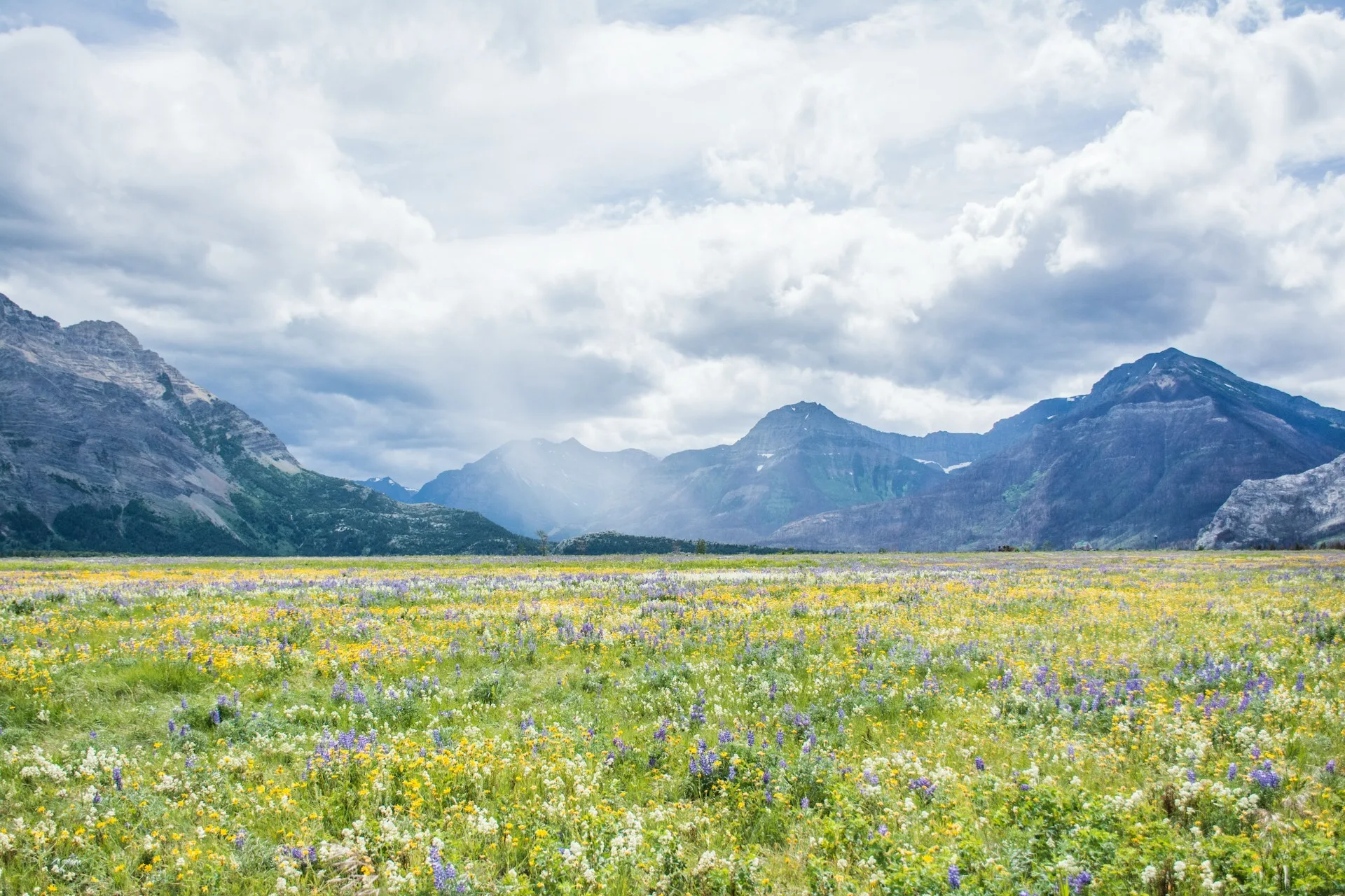 Een weide in Waterton, Alberta met bergen op de achtergrond