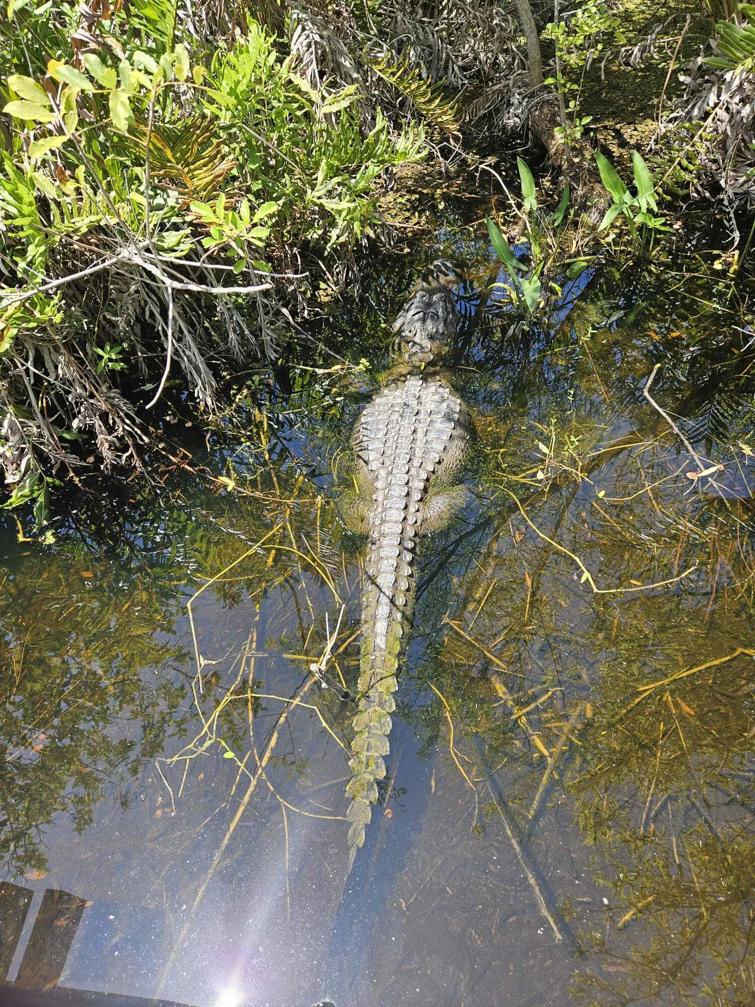 Een alligator in het Everglades Safari Park