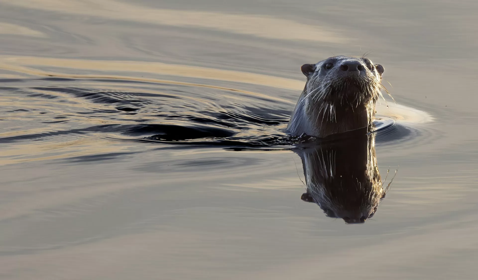 Een otter boven het water in Ocala, Florida