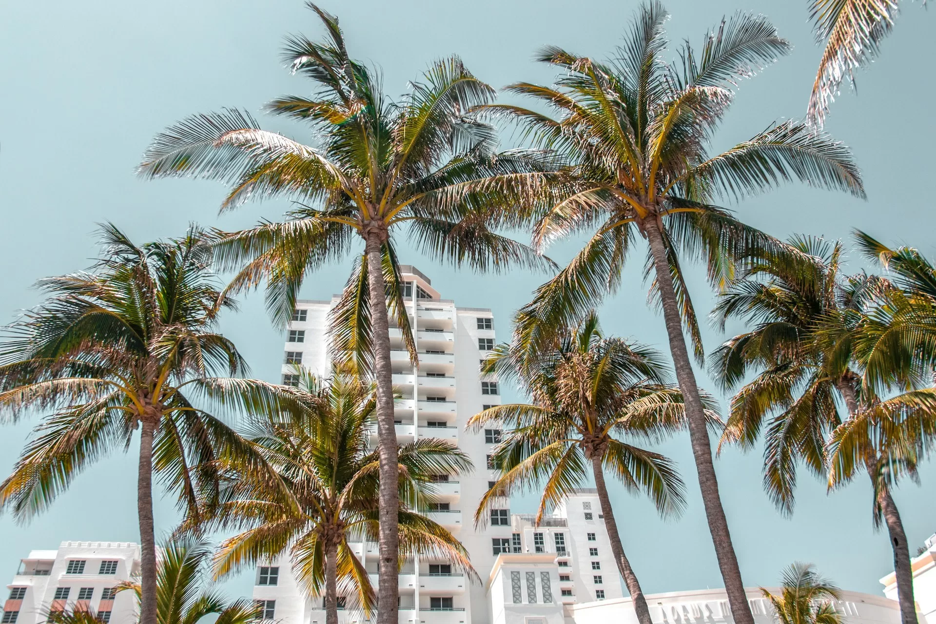 Palmen op het strand van Miami Beach met een wit hotel op de achtergrond