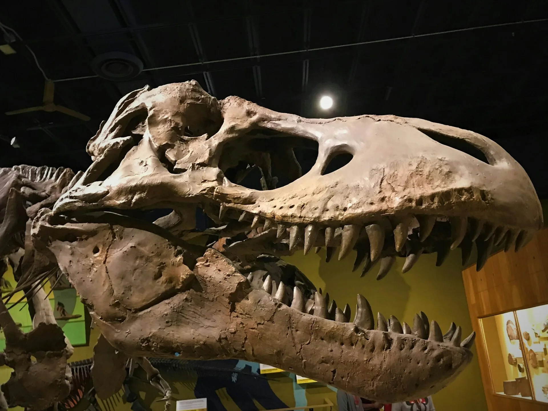 Schedel van een T-Rex in een museum in Drumheller