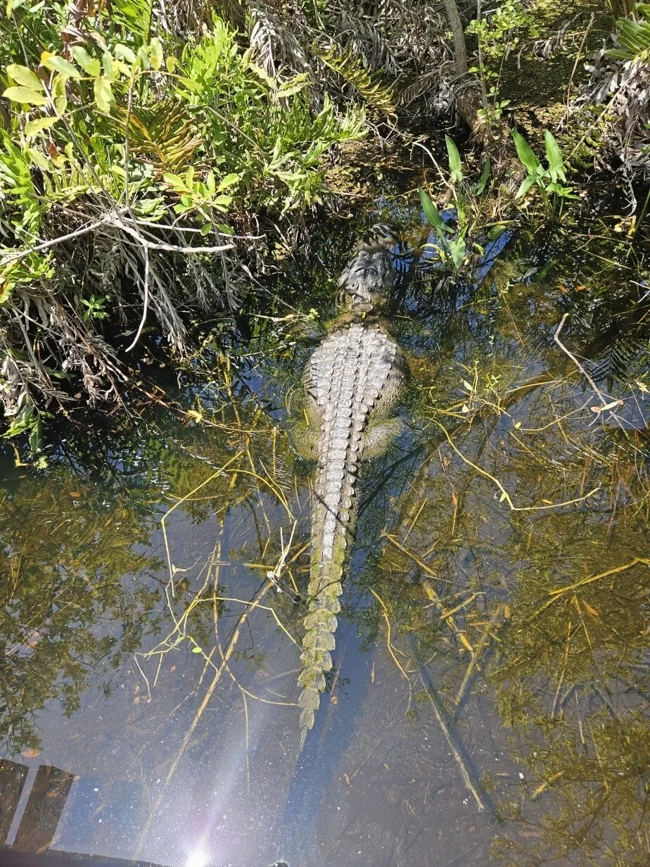 Een alligator in het Everglades Safari Park