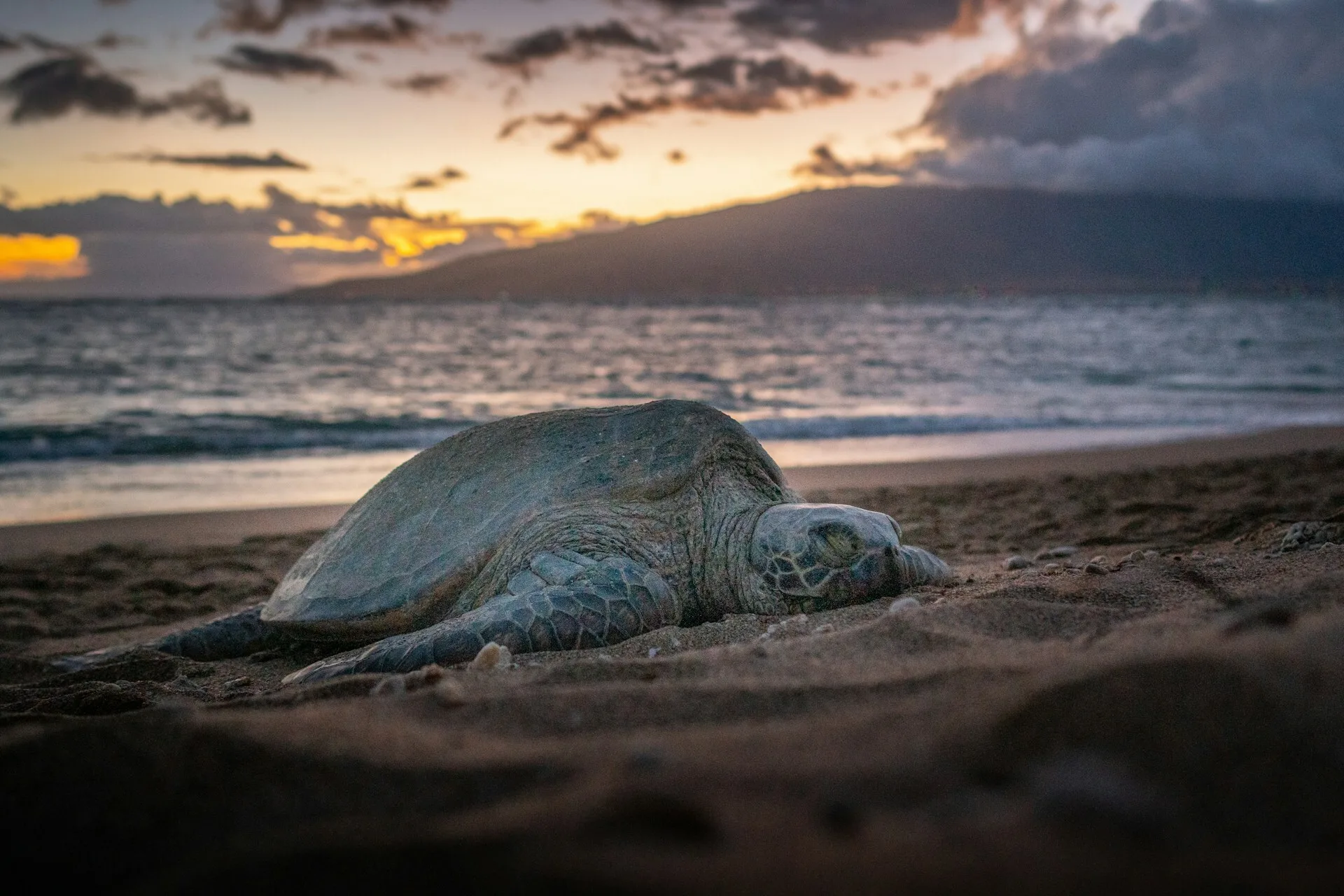 Een zeeschildpad op het strand van Kihei, Maui