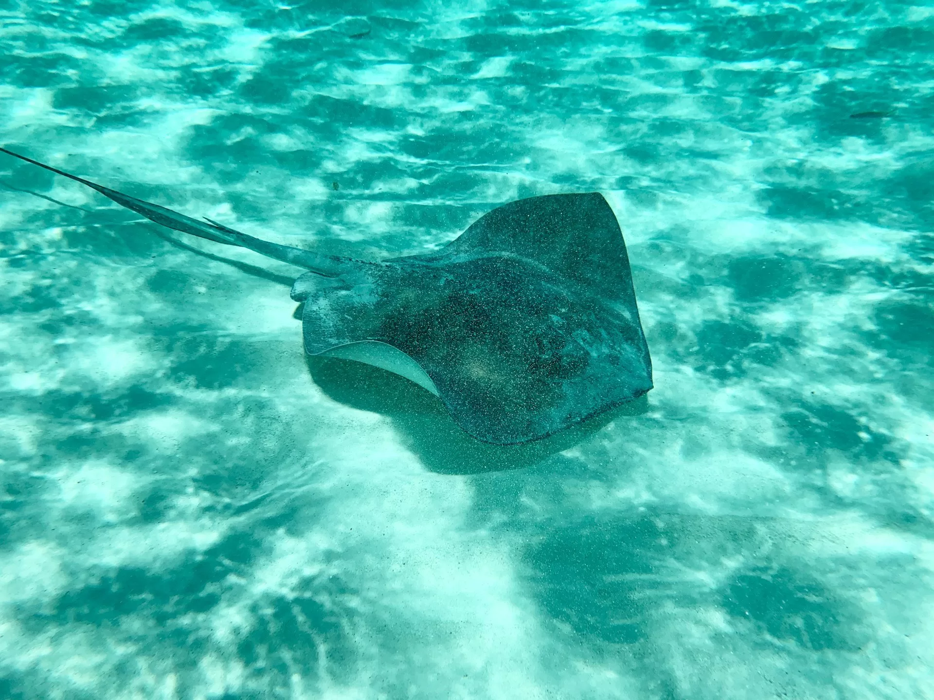 Stingray in turquoise water voor de kust van Cozumel, Mexico