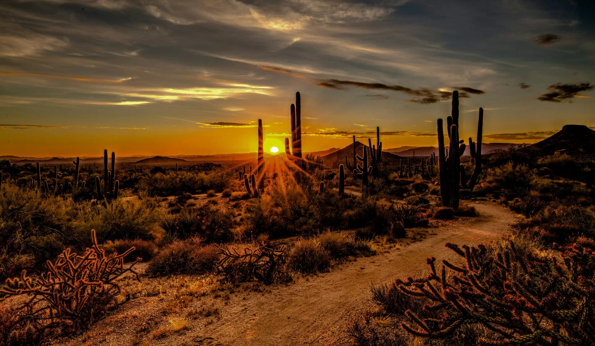 Een weide met allemaal cactussen tijdens zonsondergang
