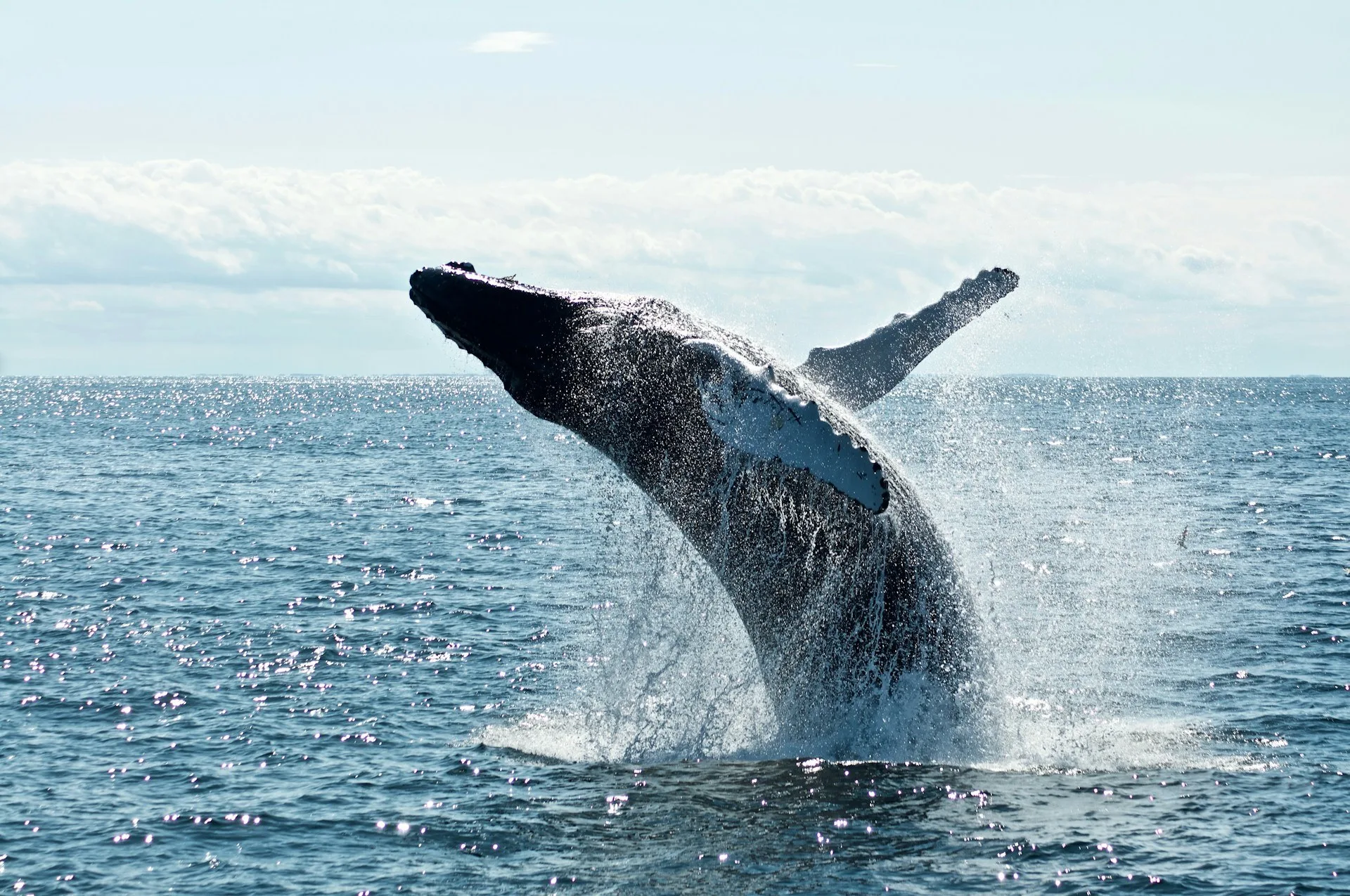 Orka springt krachtig uit het water in de open zee