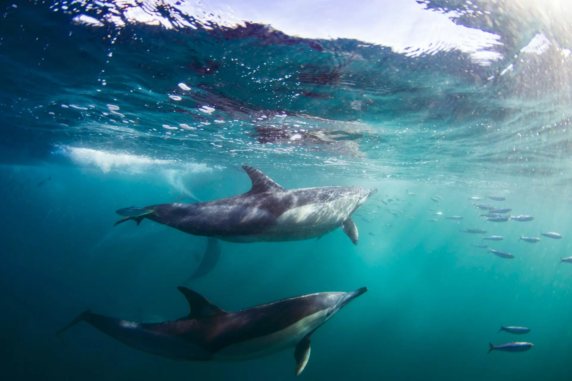 Zwei Delfine schwimmen im Wasser mit Fischen um sie herum