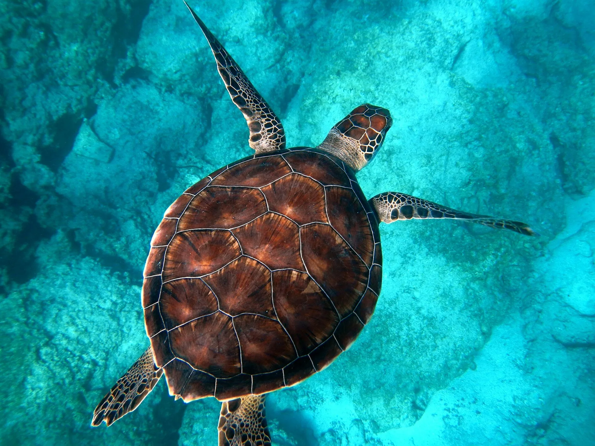Draufsicht auf eine Schildkröte im klaren blauen Wasser
