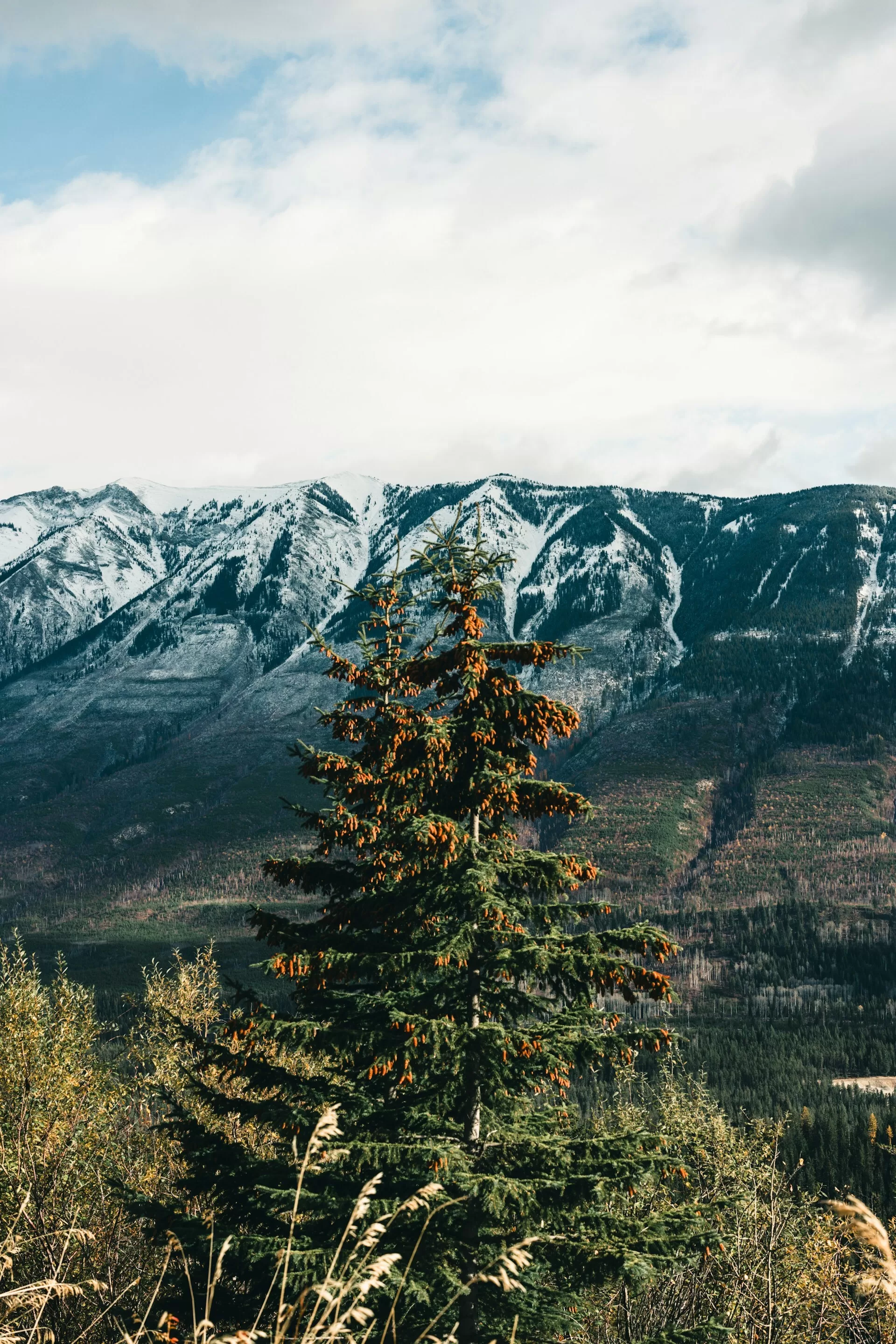 Bomen op besneeuwde bergen in Radium Hot Springs, Canada