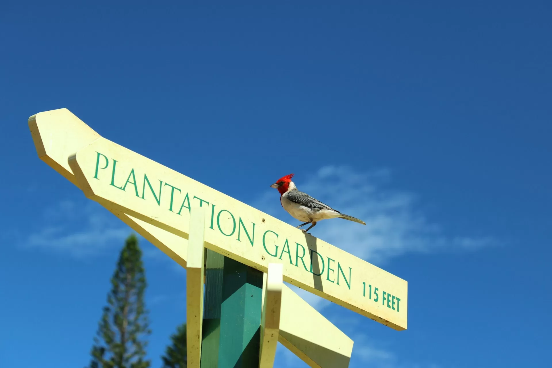 Vogel auf Wegweiser mit der Aufschrift „Plantation Garden“ unter blauem Himmel