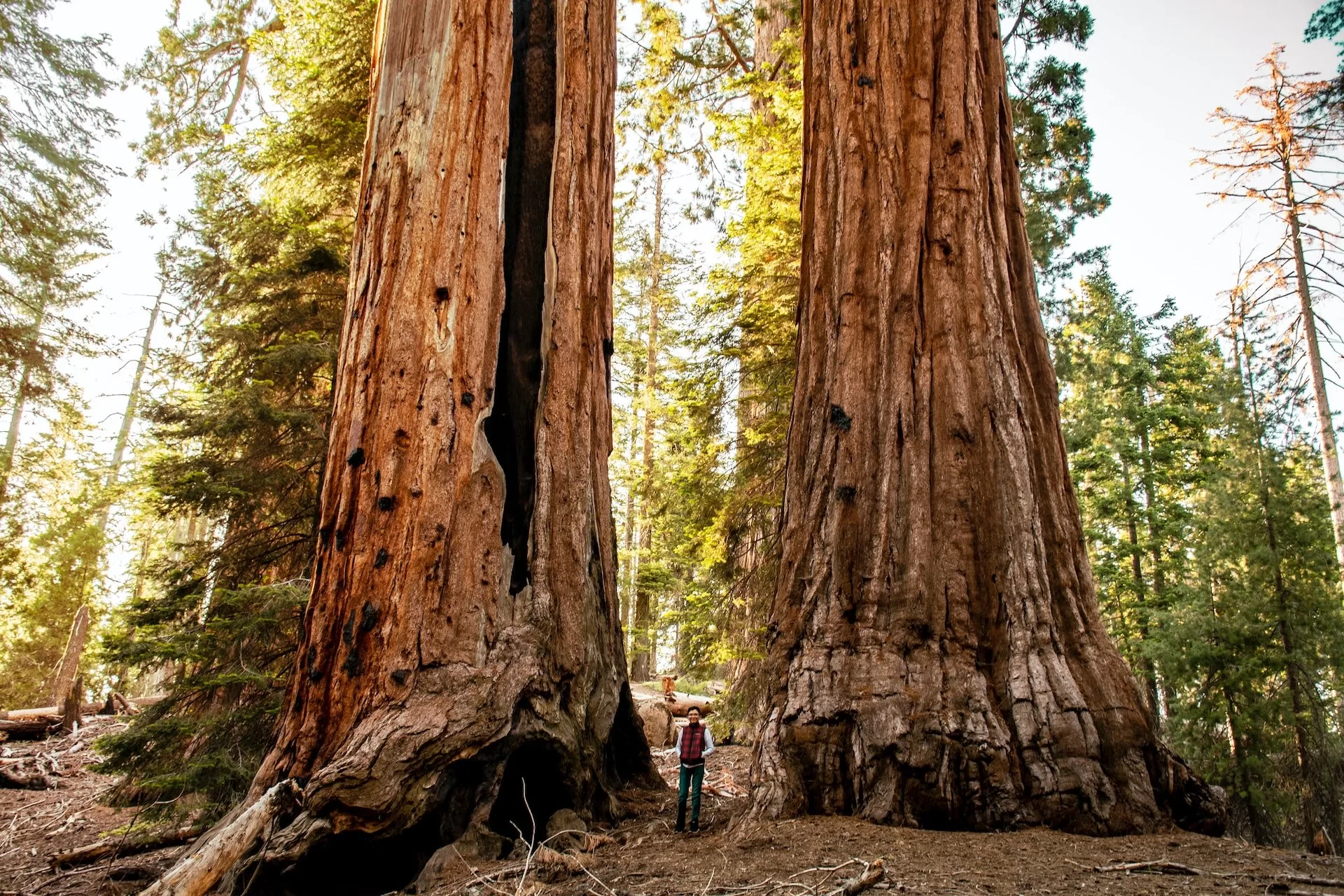Twee reusachtige Sequoia bomen in Sequoia National Park