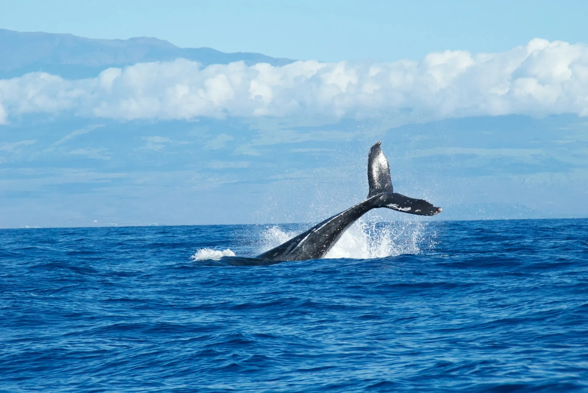 Een walvisstaart die boven het water uitkomt in Ka'anapali, Maui