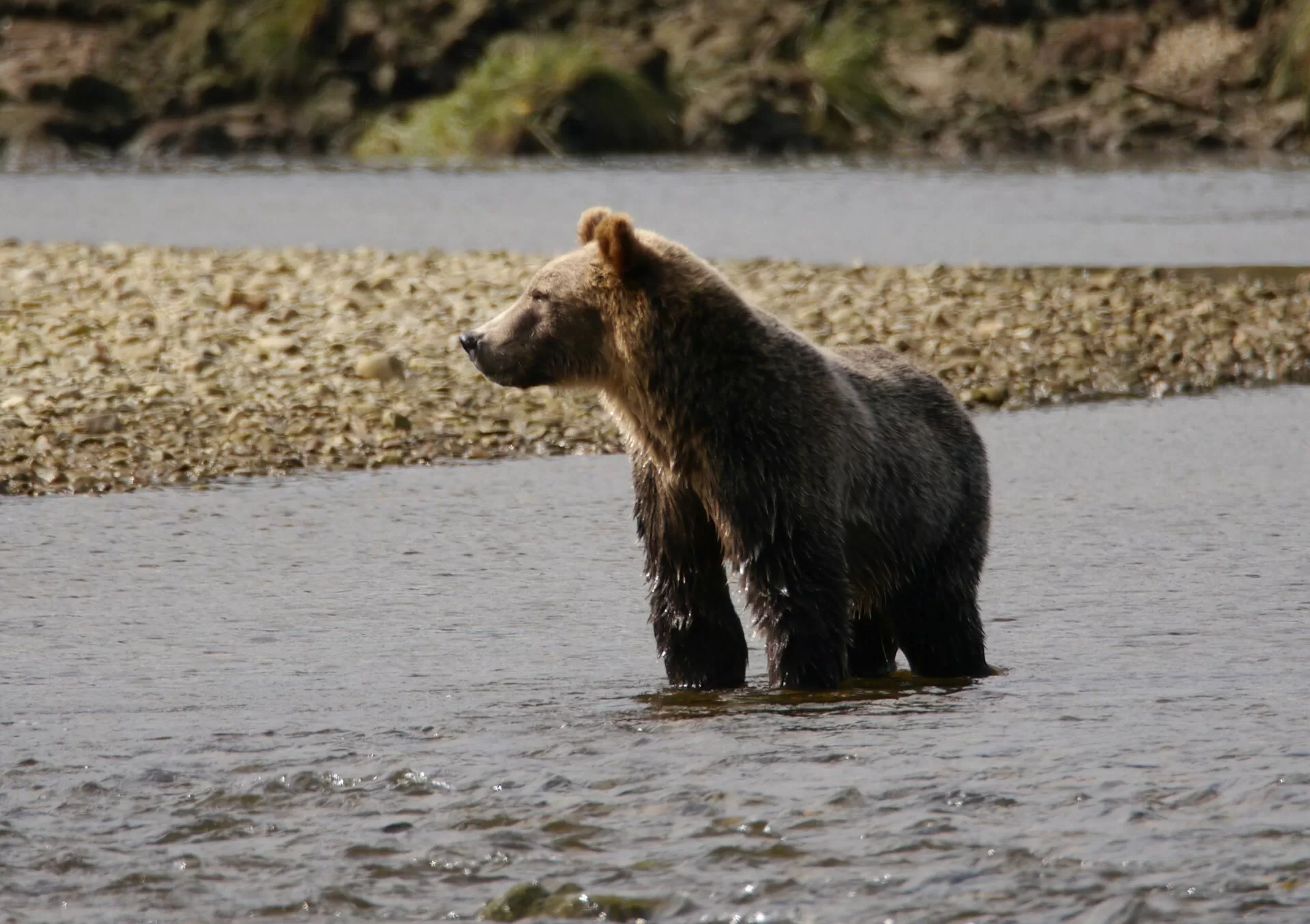 Grizzlybär steht im flachen Wasser, umgeben von der Natur in seinem natürlichen Lebensraum