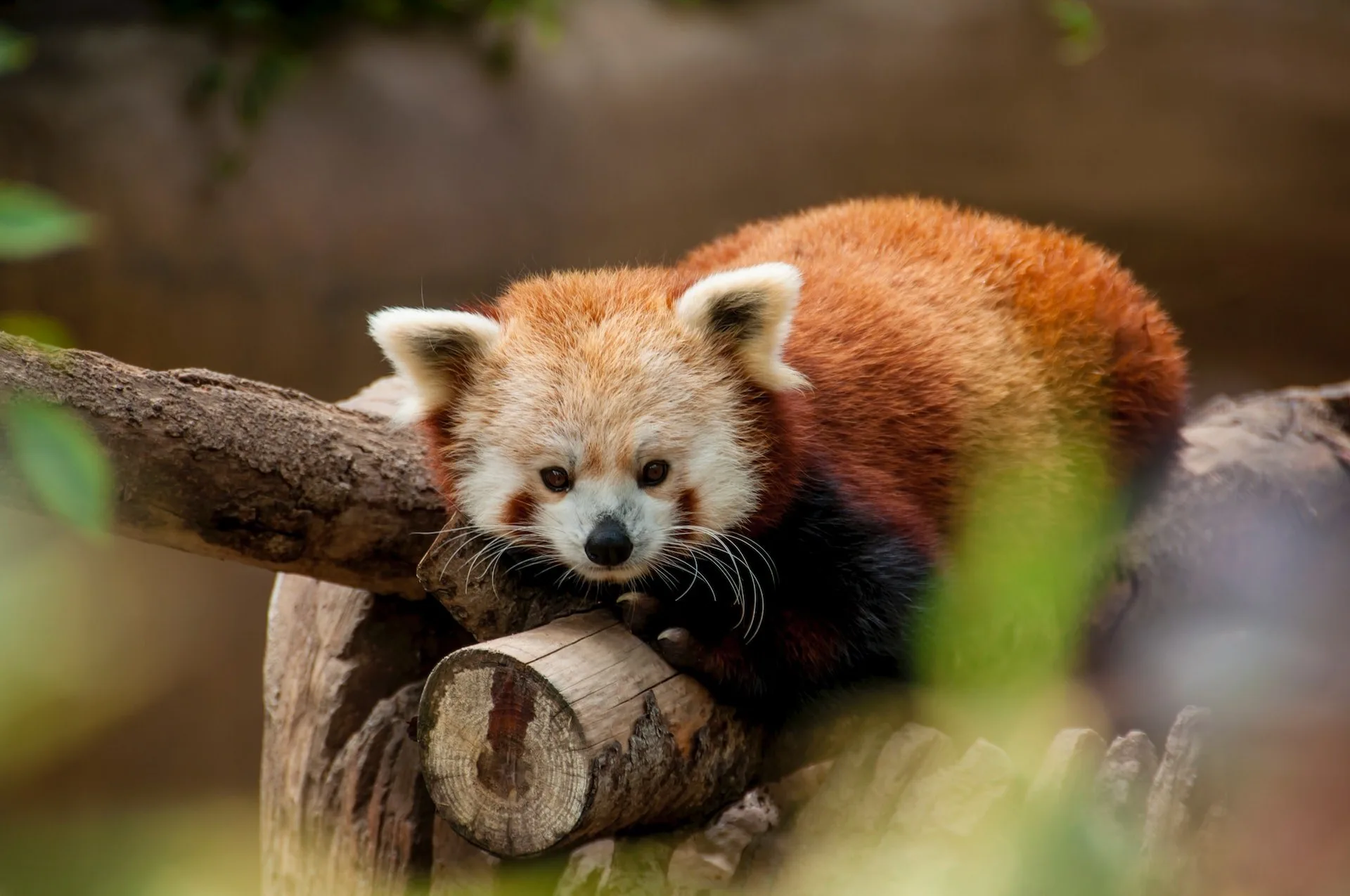 Rode panda in de San Diego Zoo in Californië