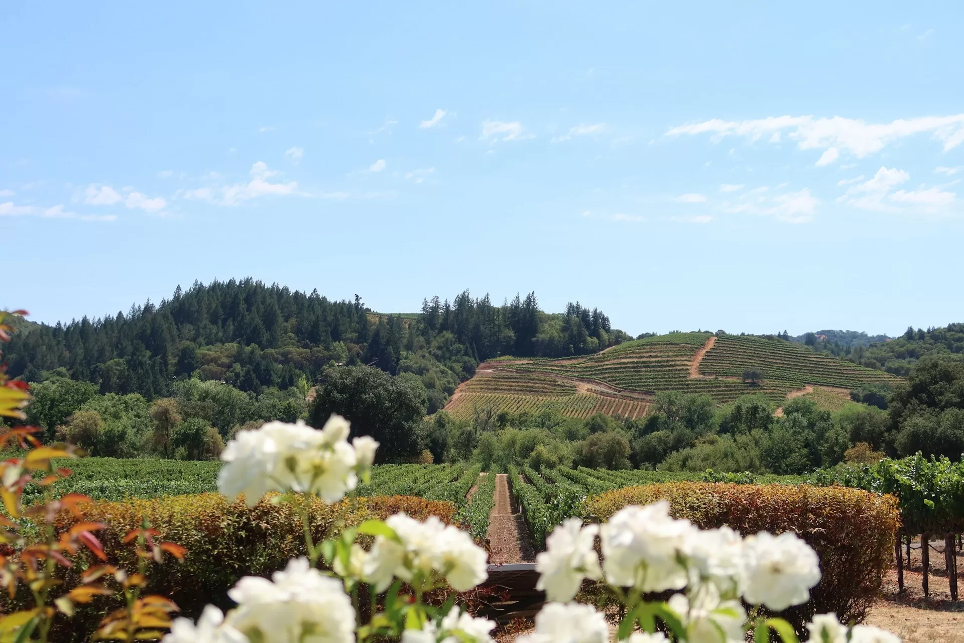 Uitzicht over wijngaarden in Napa Valley, Californië