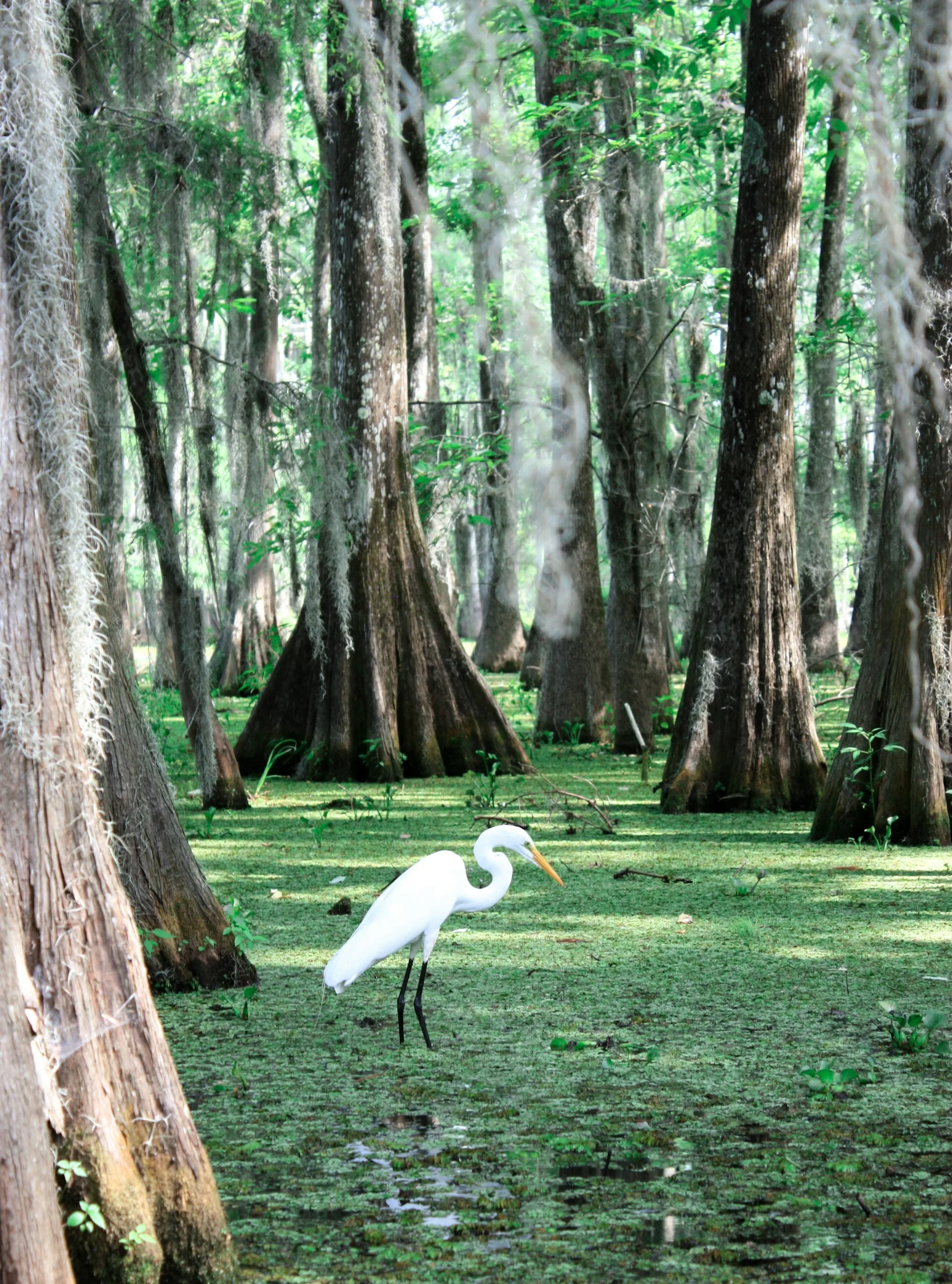 https://doj3kcavyz9lj.cloudfront.net/uploads/Everglades.jpg
