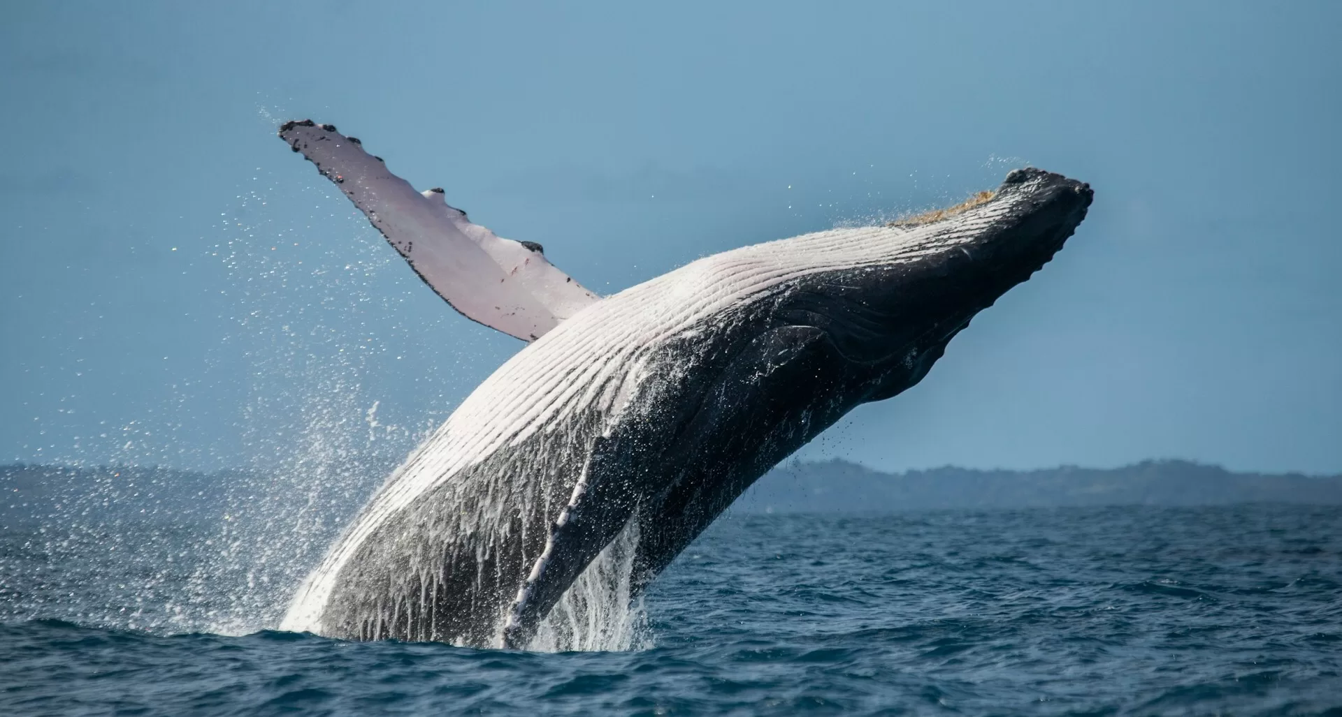 Wal springt aus dem Wasser, wobei sein Körper teilweise über der Oberfläche schwebt