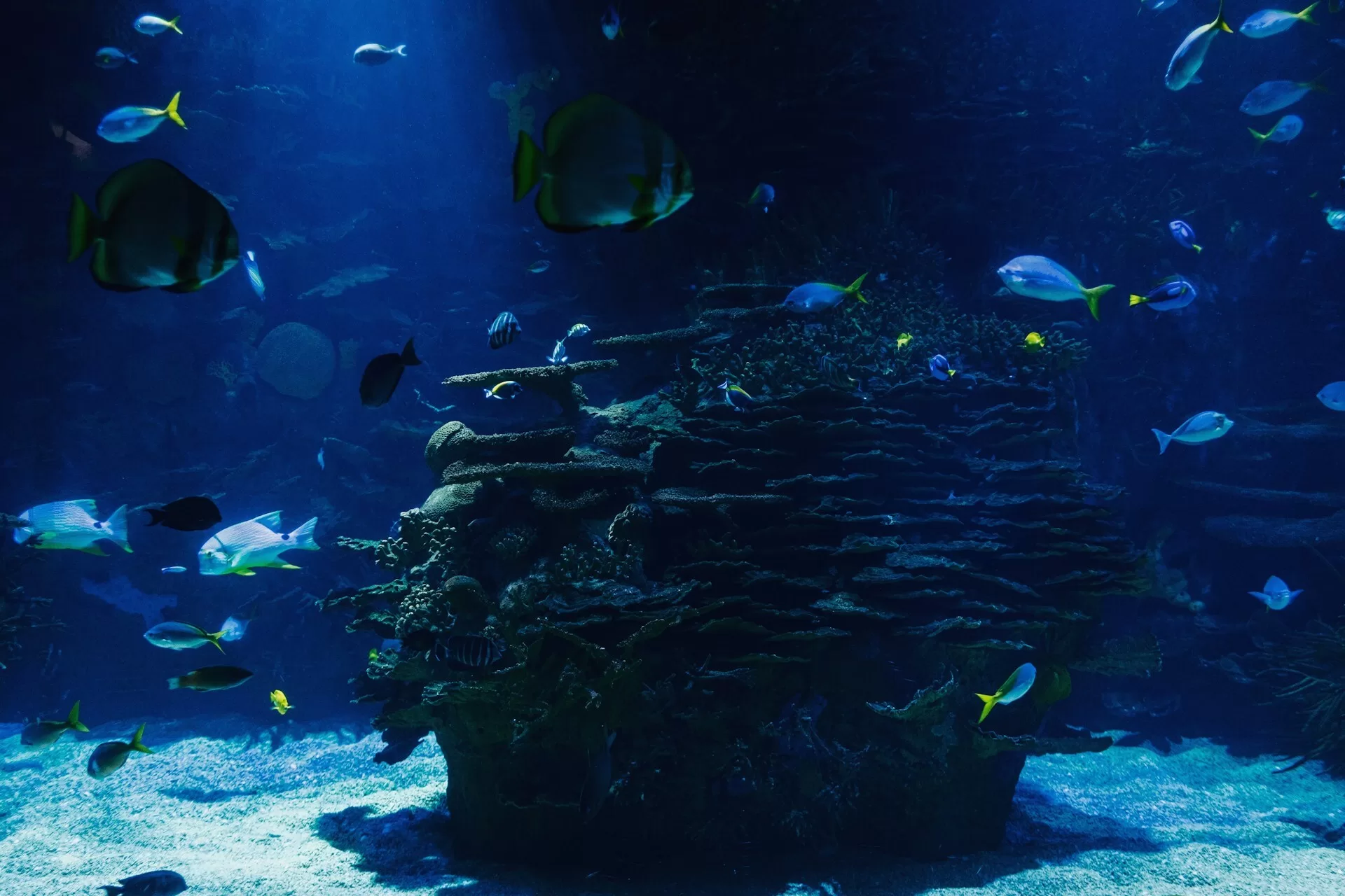 Fische schwimmen unter Wasser in einem Aquarium in Toronto, Kanada, mit klarem Wasser und sichtbaren Fischen