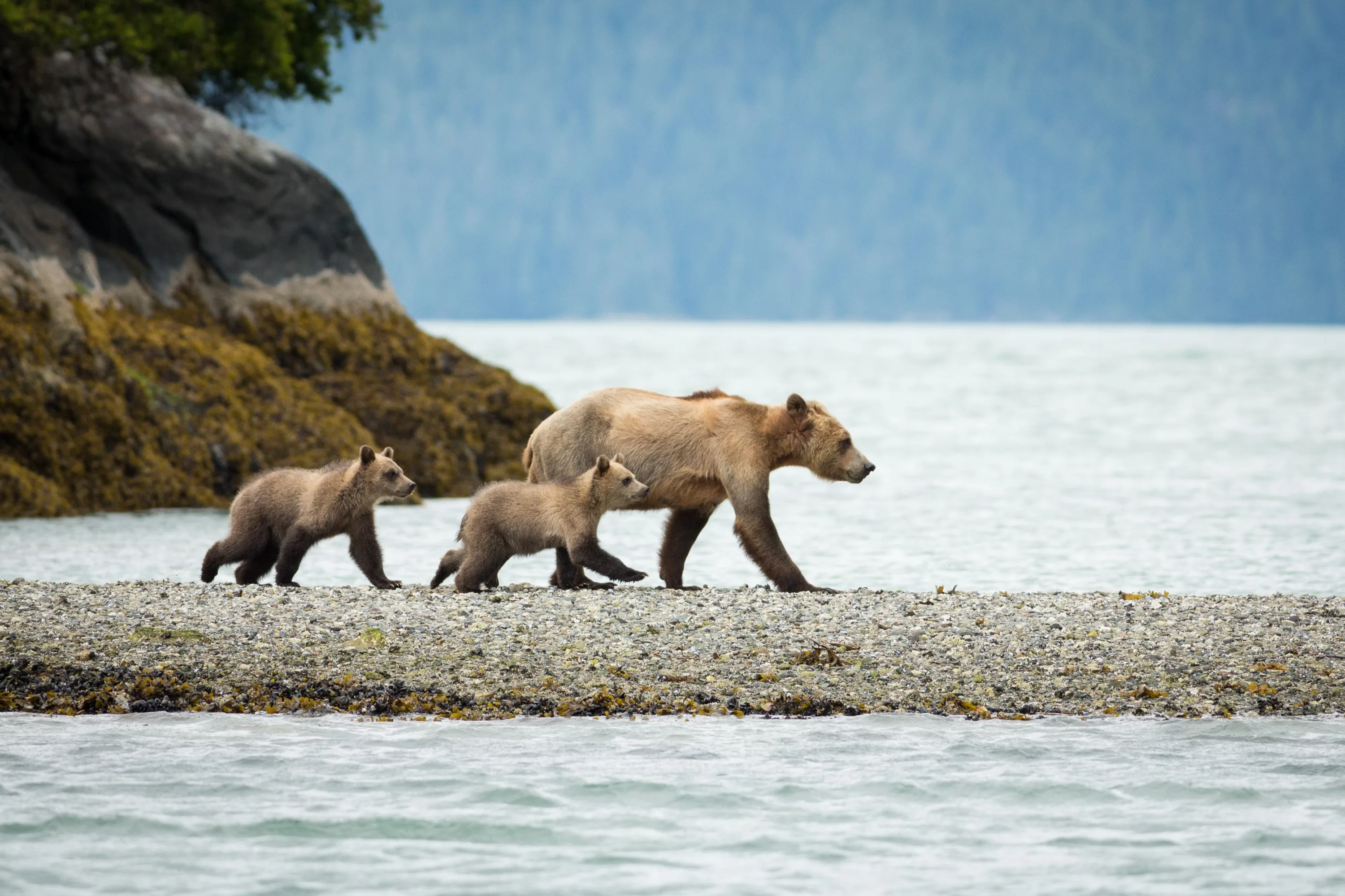 Knight Inlet Grizzleys