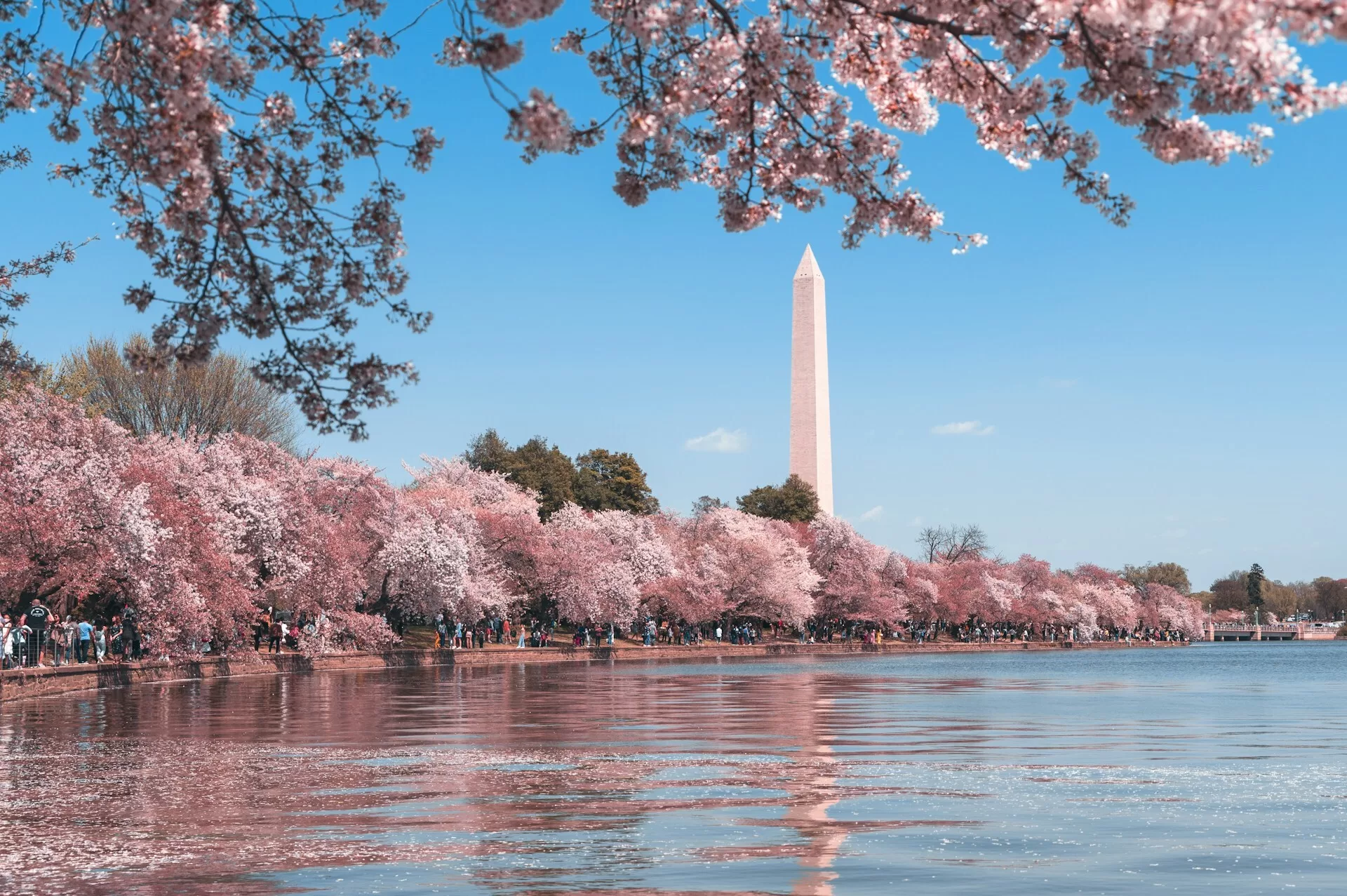 Roze bomen aan het meer in Washington DC met het Washington Monument op de achtergrond
