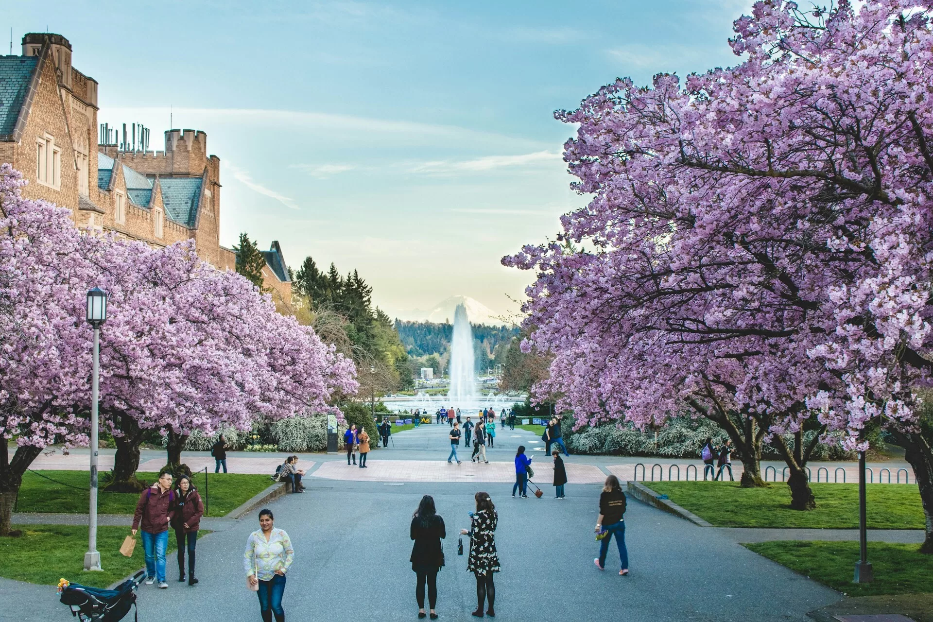 Roze bloesem in het park van Seattle