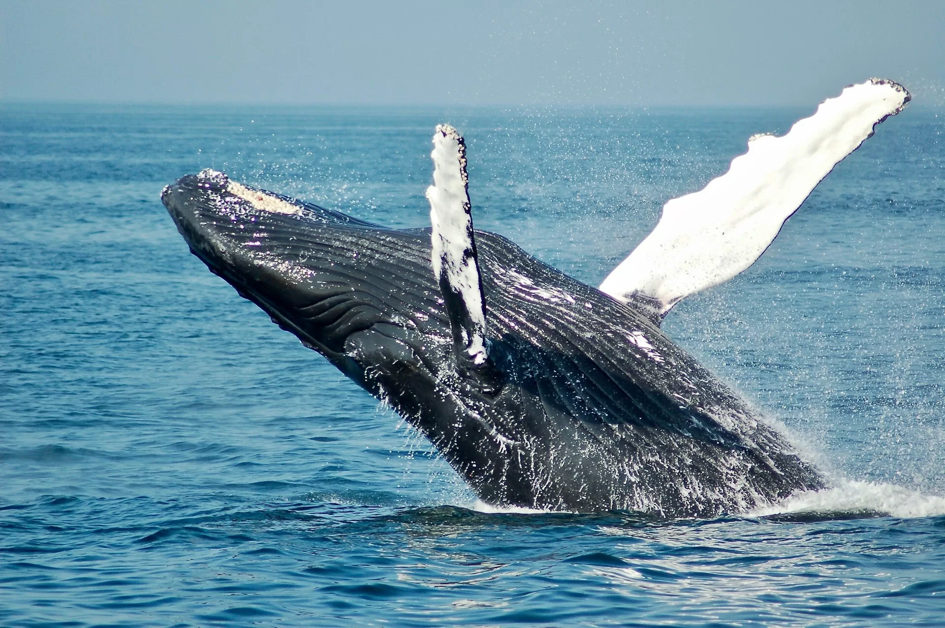 Een walvis die boven het water uitkomt in Long Beach, Washington State