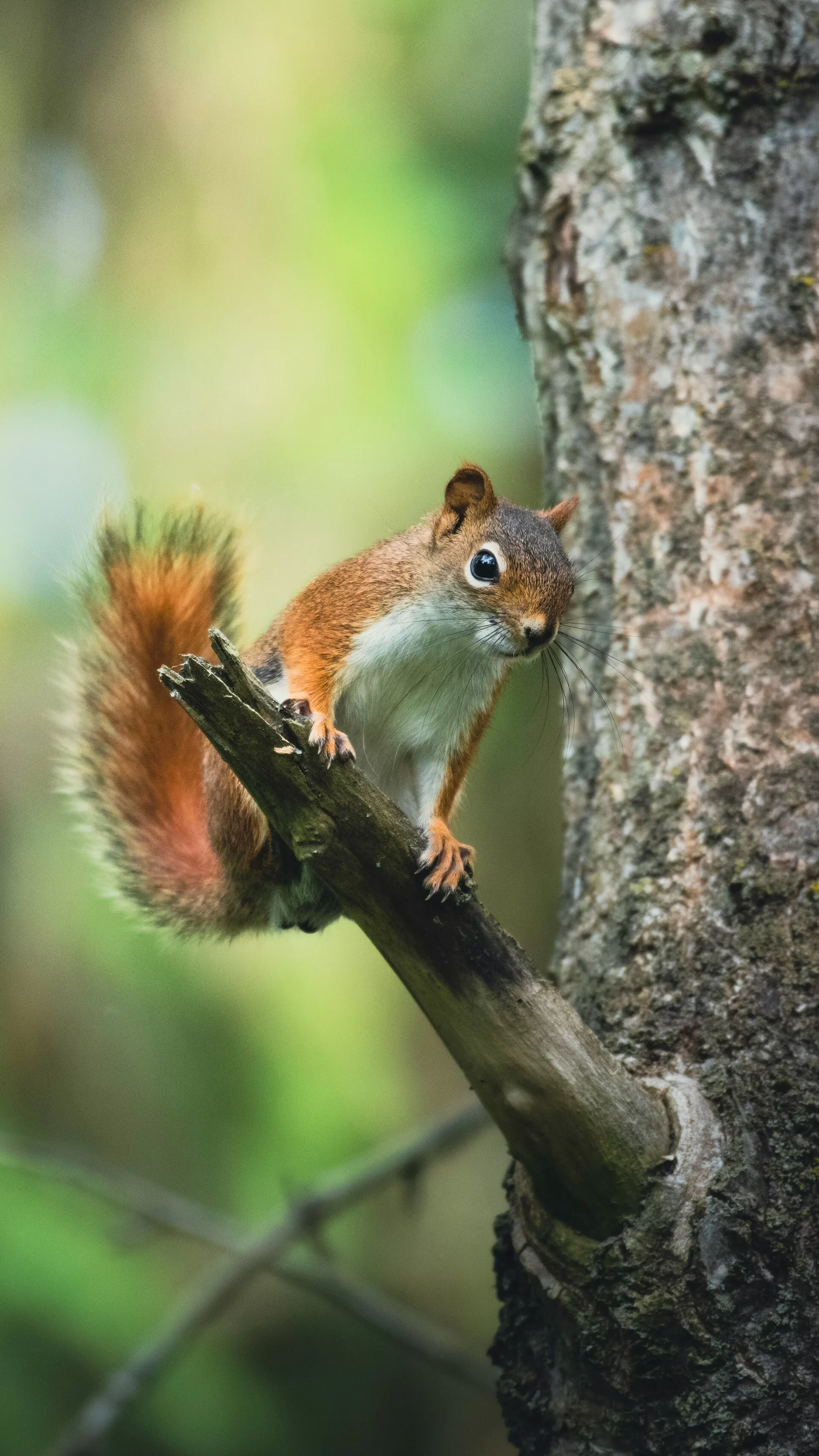 Een eekhoorn in een boom in Arrowhead Provincial Park, Ontario