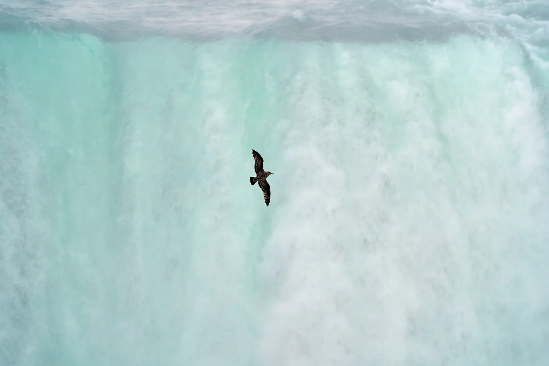 Ein Falke mit den Niagarafällen im Hintergrund