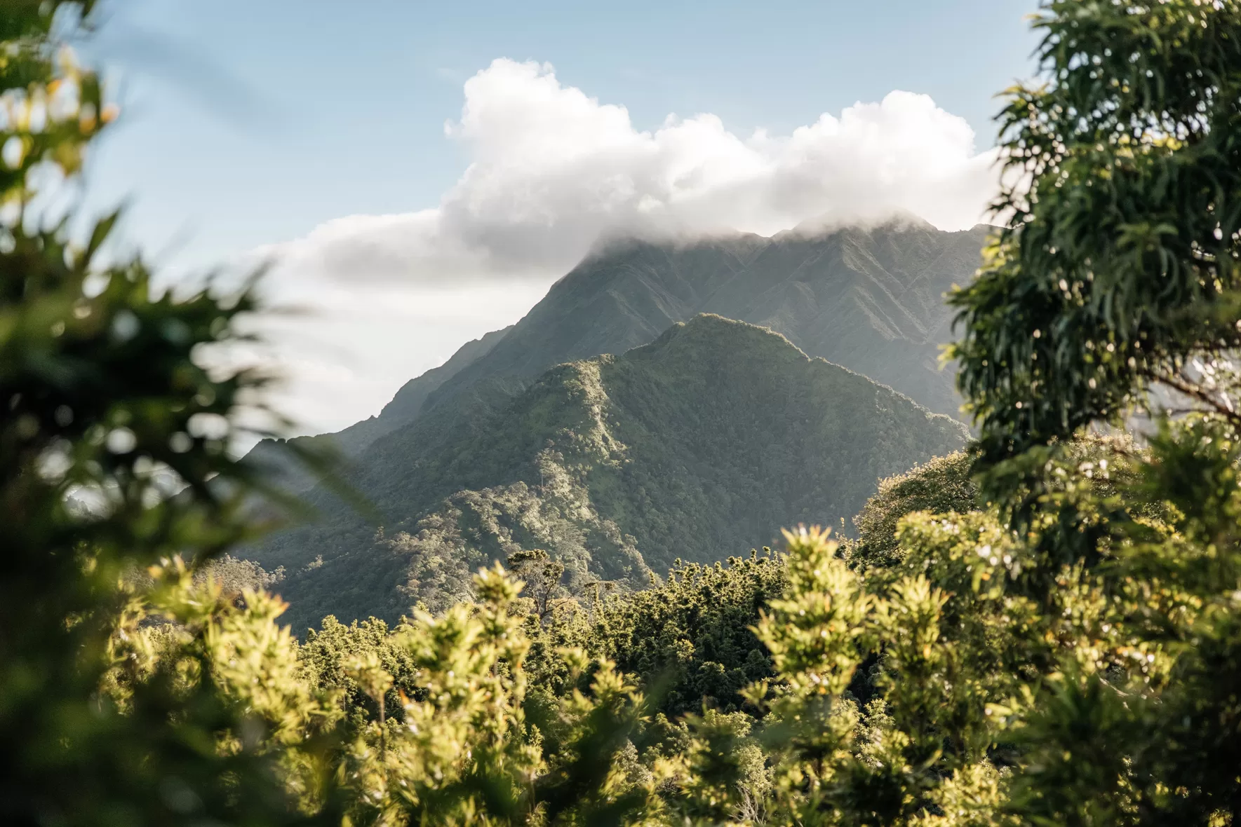 Uitzicht over de beboste bergen vanaf de Puu Ohia Trail op Oahu