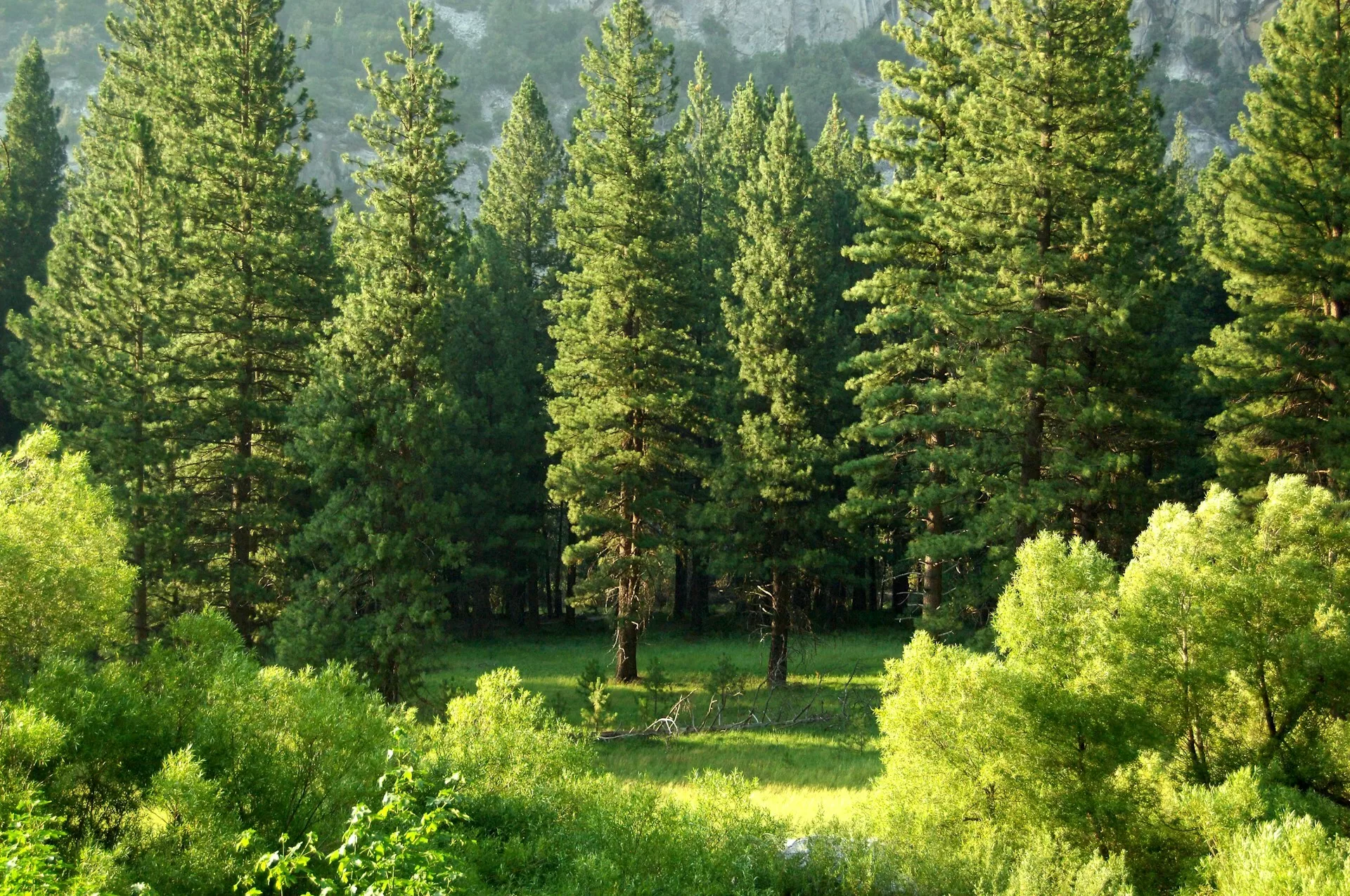 Bomen in het bos van Kings Canyon National Park