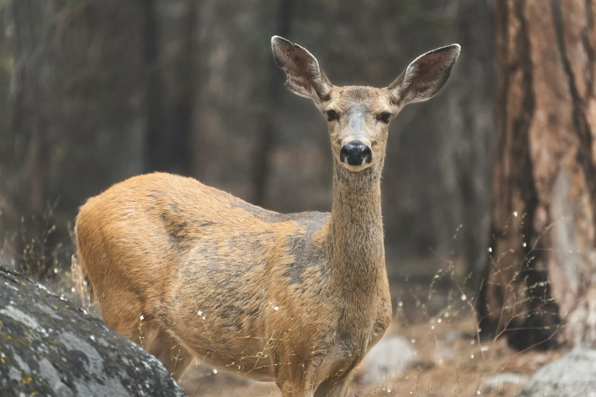 Een hert tussen de bomen in Kings Canyon National Park