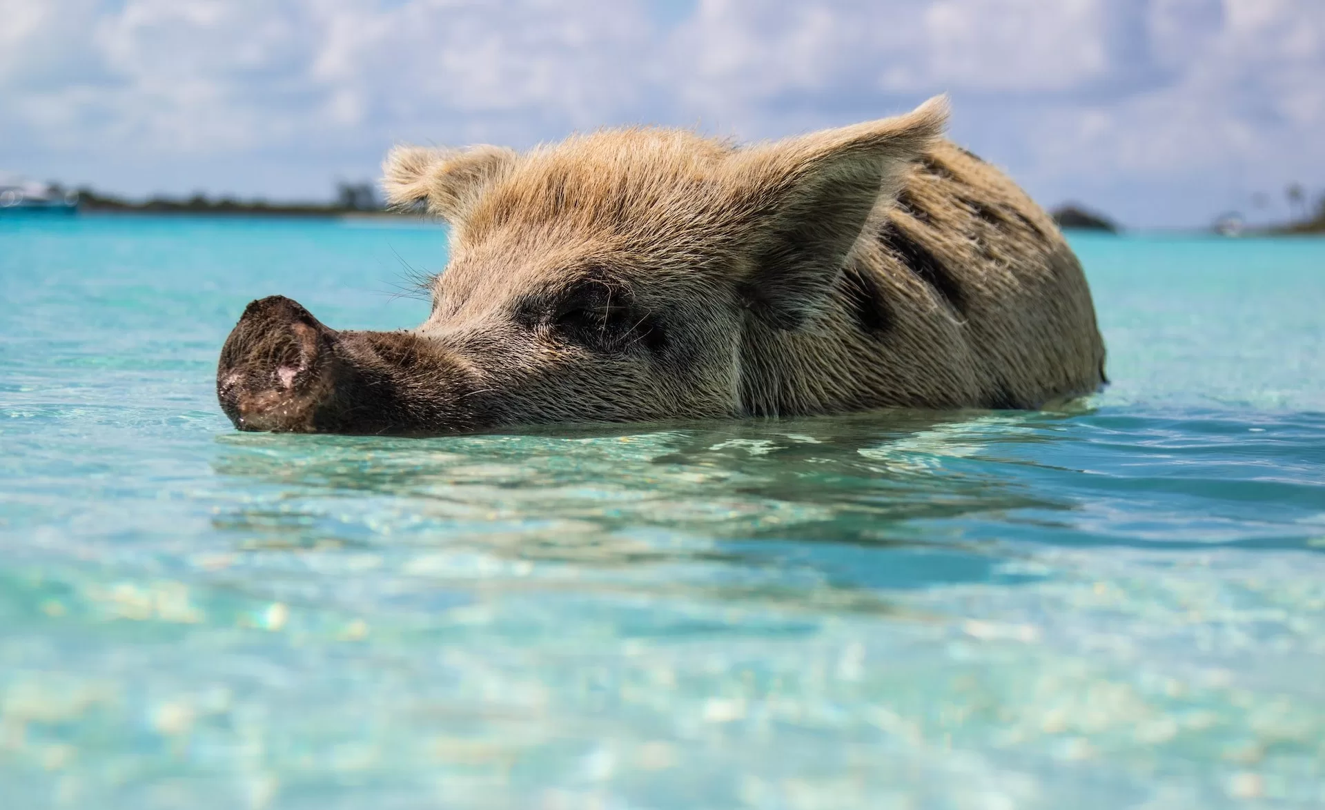Een varken in het water nabij Exuma eiland, onderdeel van de Bahama's