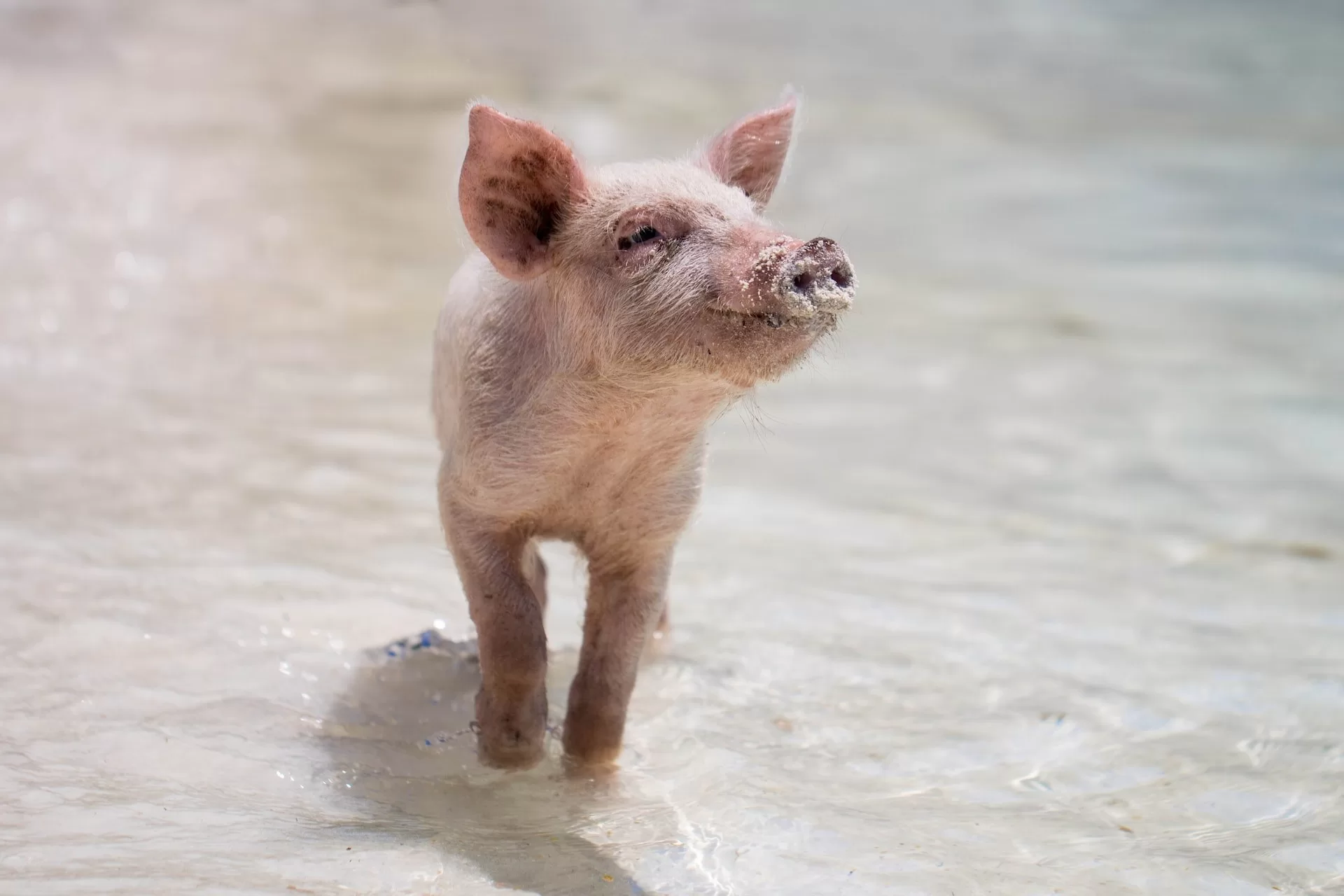 Varkentje in het water op Exuma, Bahama's