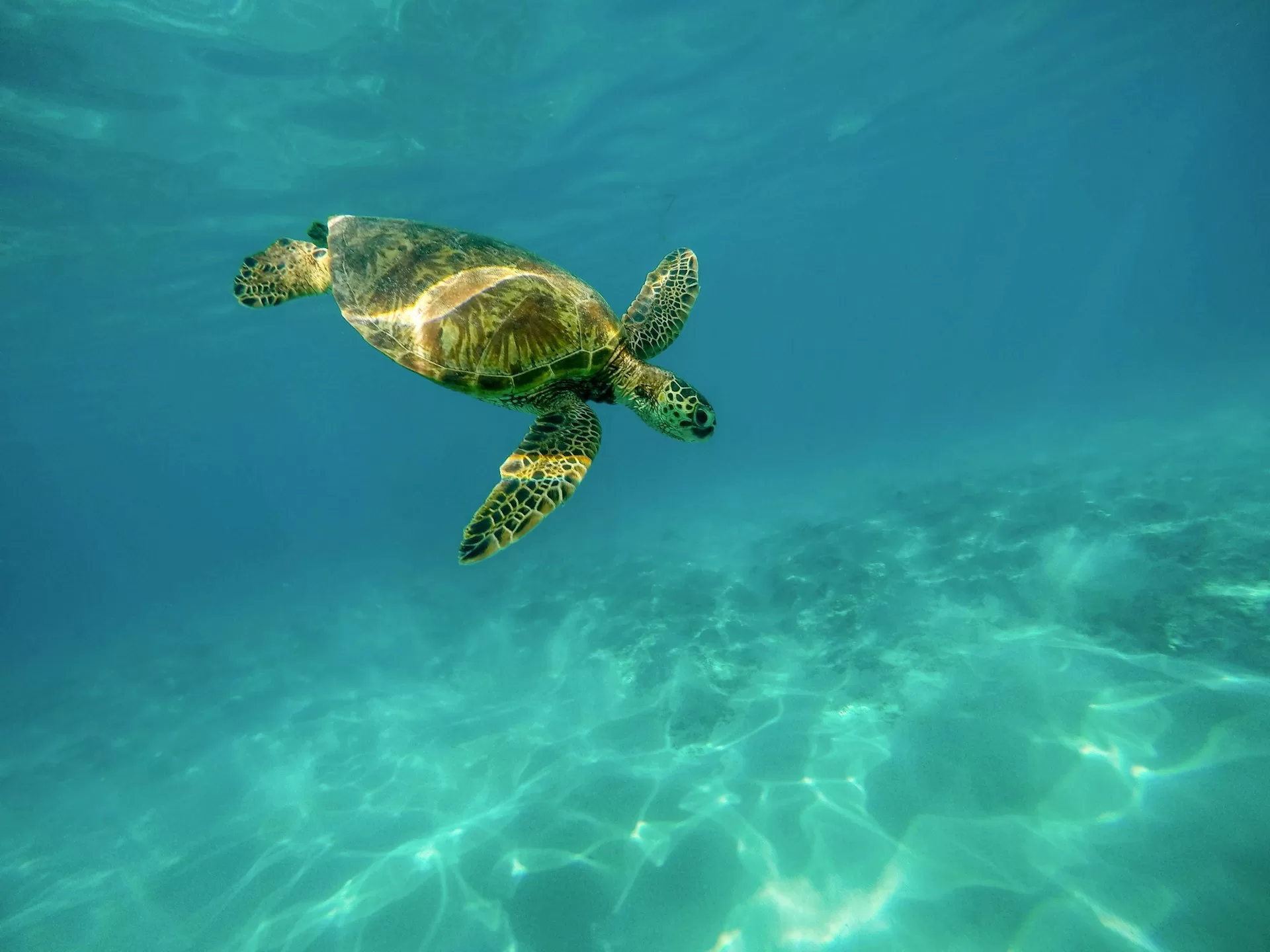Unterwasser schwimmende Meeresschildkröte