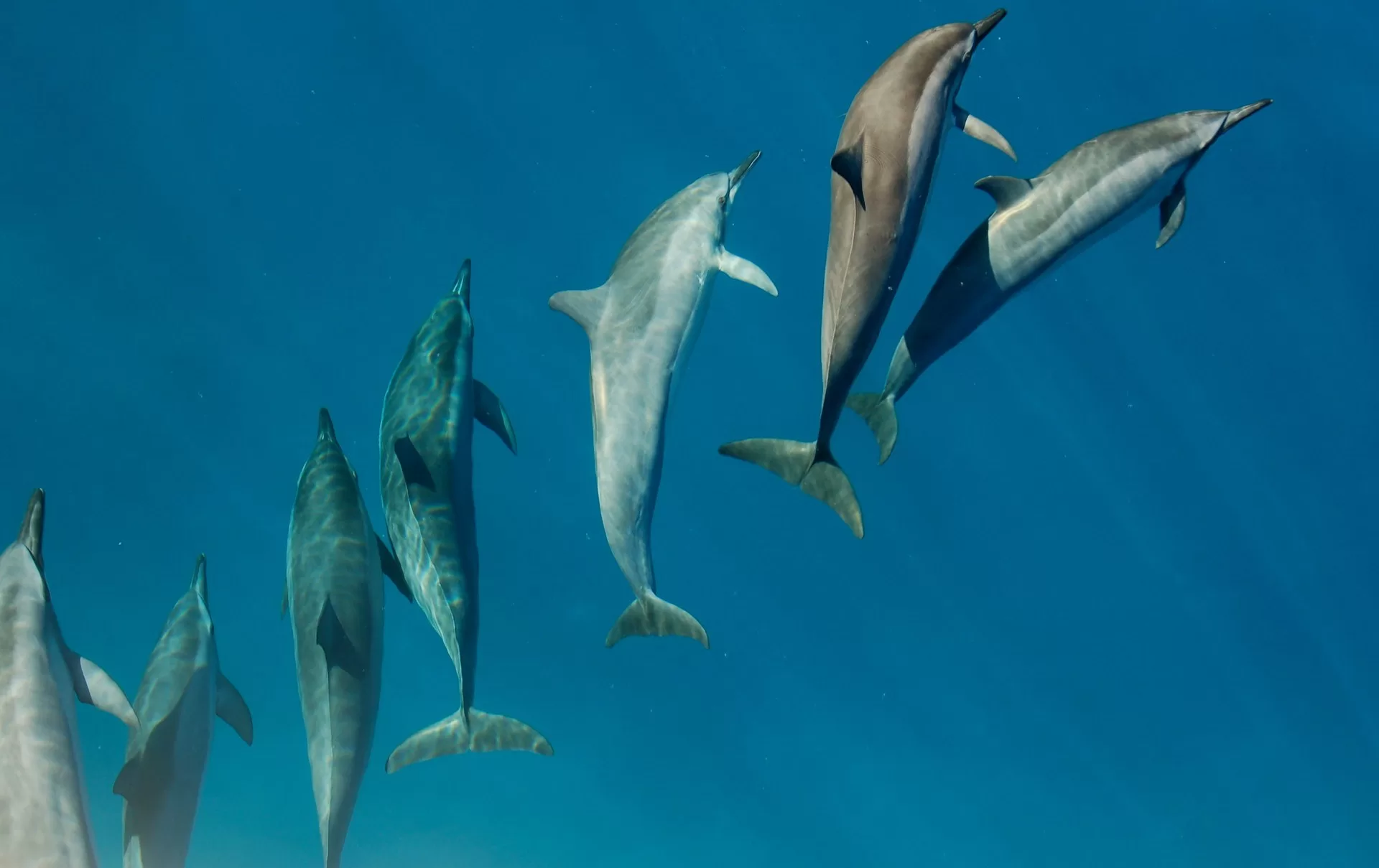 Sieben Delfine schwimmen unter Wasser im klaren blauen Meerwasser