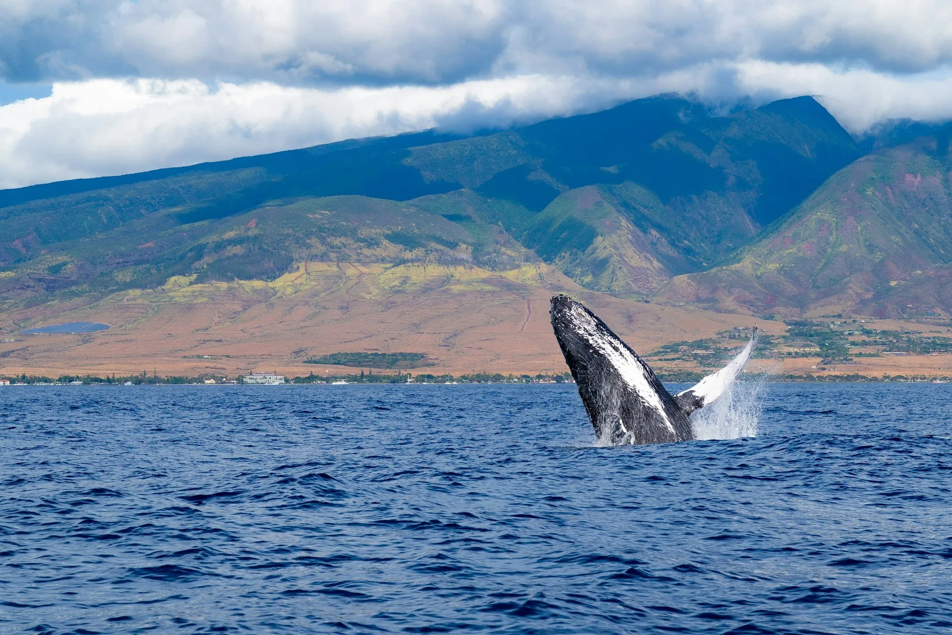 Walvissen voor de kust van Lahaina Maui