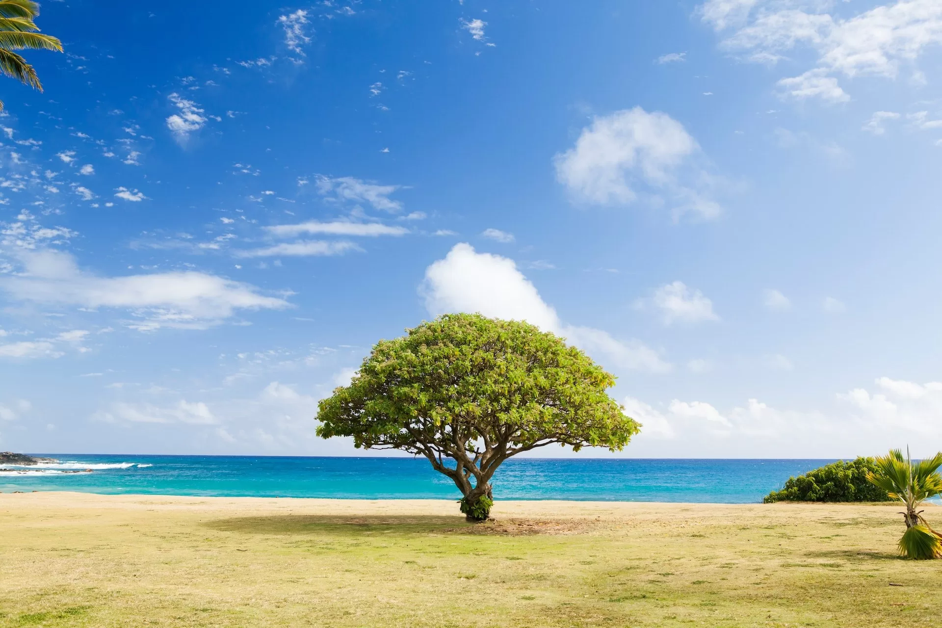 Boom op het strand van Poipu Beach Koloa Hawaii